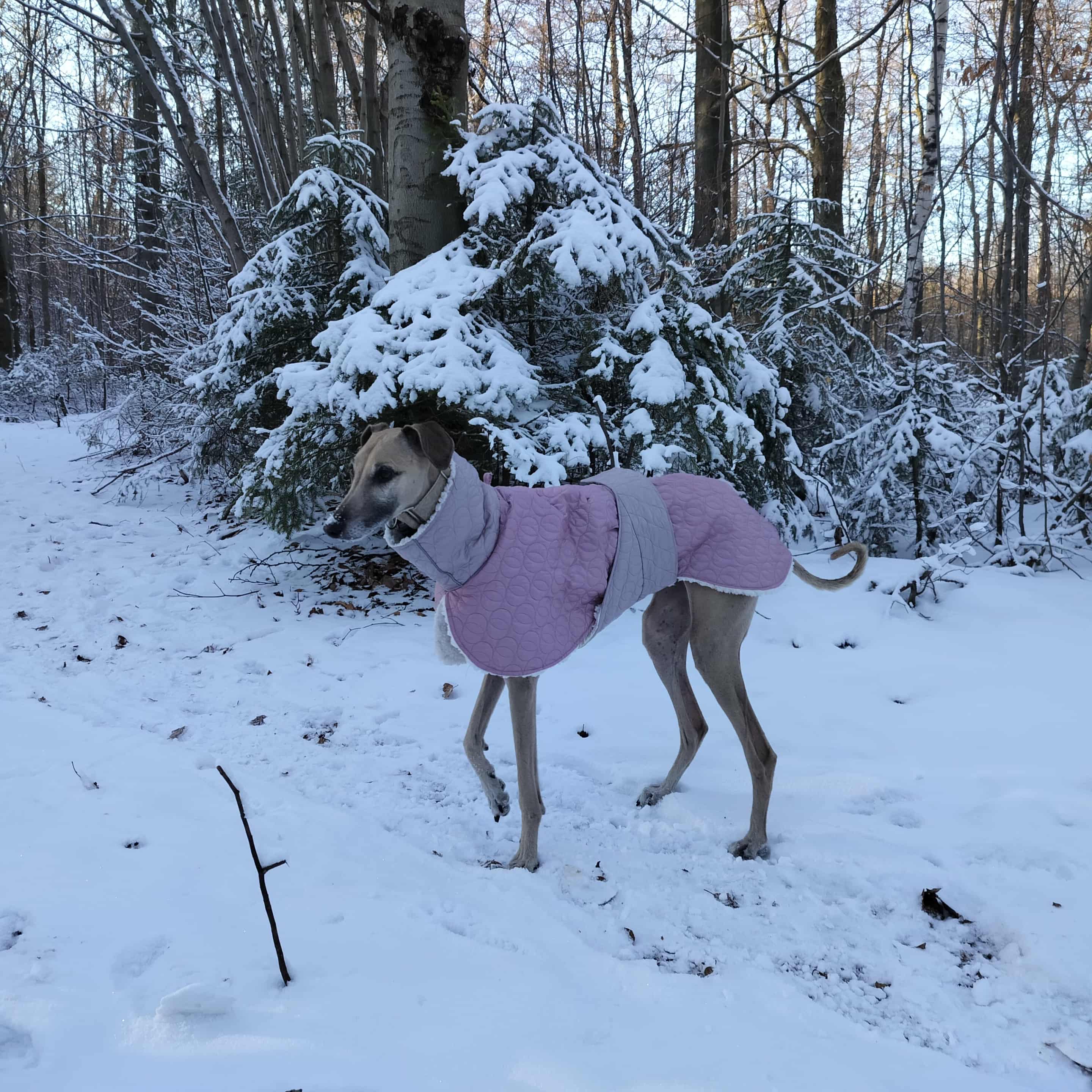 Messenger_creation_C15EF639-582D-4F7C-B948-062CC328AA8B