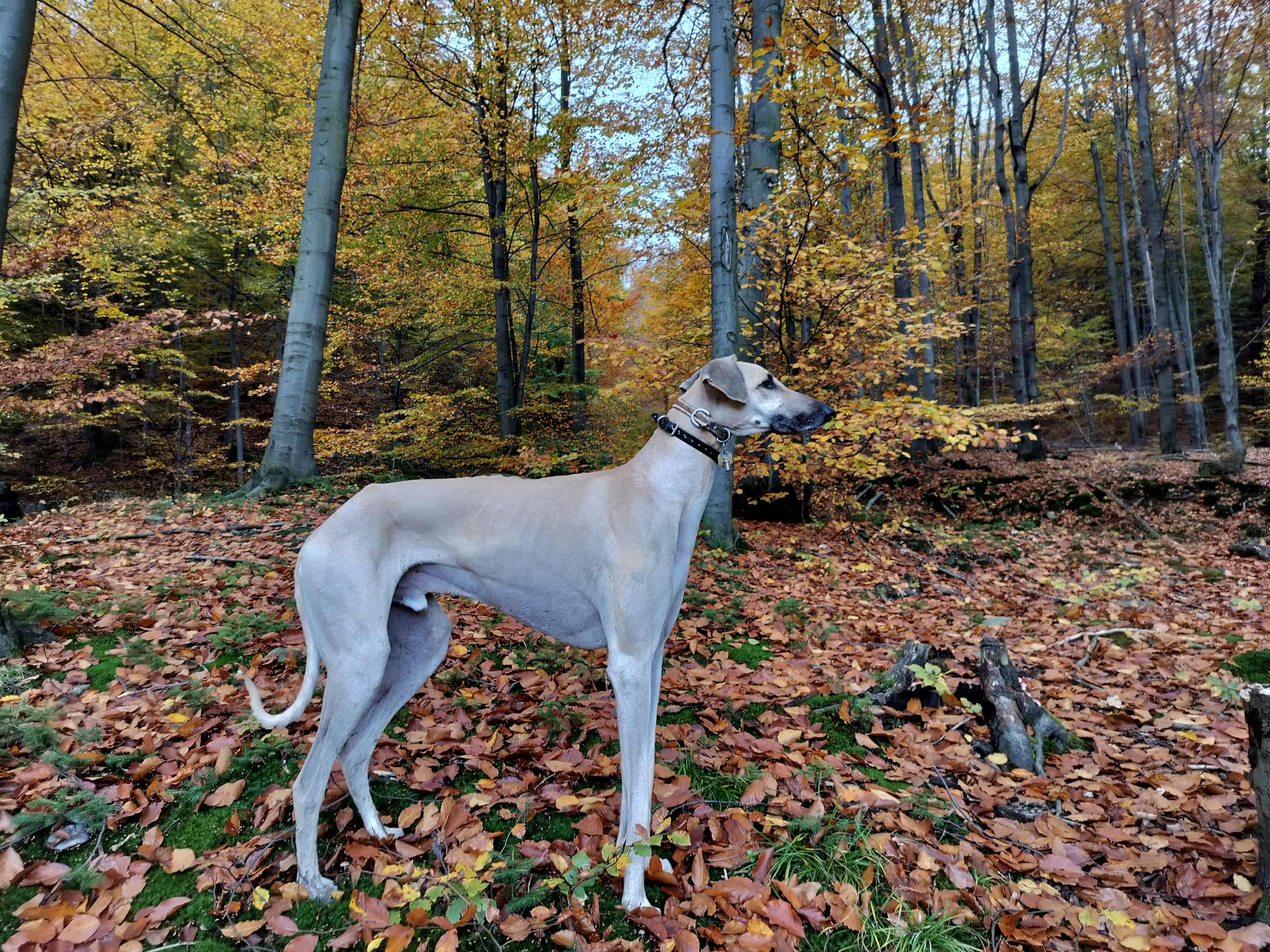 Messenger_creation_AB8561CF-8355-43F9-A4BD-9CD934246DCD