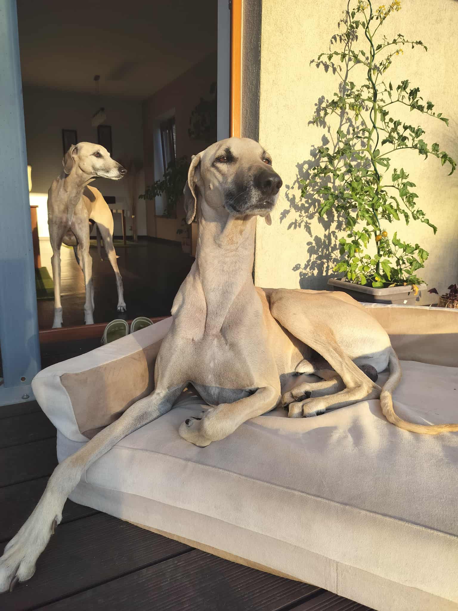 Messenger_creation_CF641B22-2424-4D2D-9296-B1B95885083B