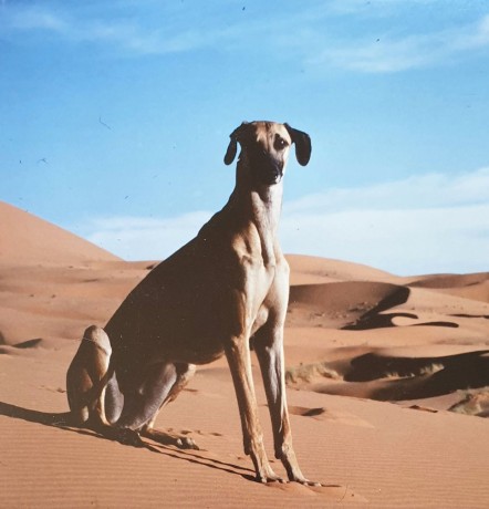 kubaida-ses-5.-12.1977