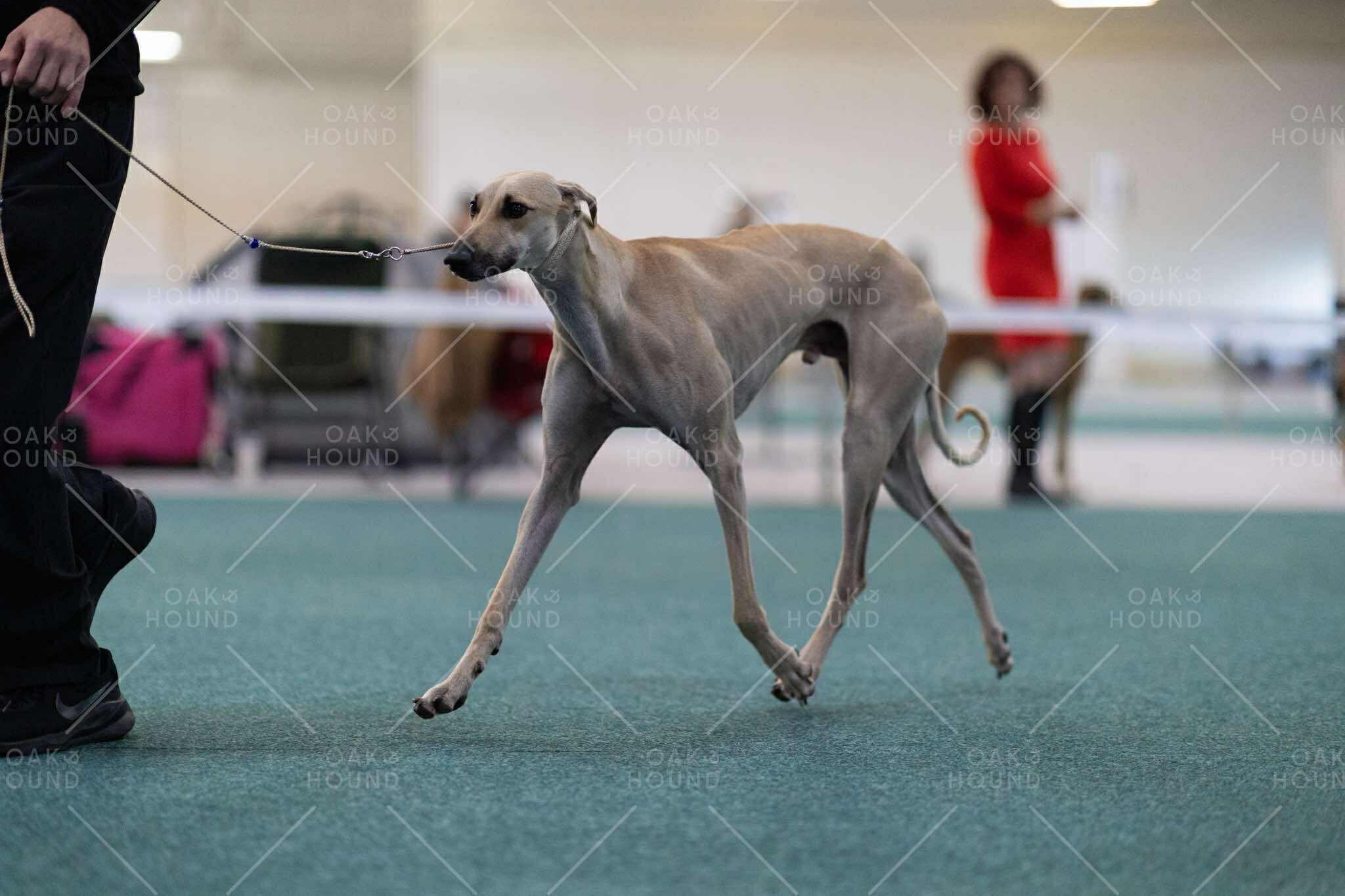 Messenger_creation_1320605112602748