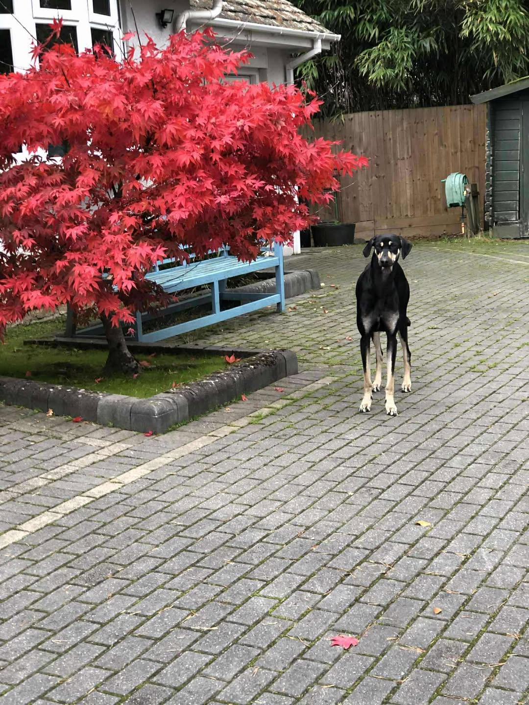 Messenger_creation_4165022570433563