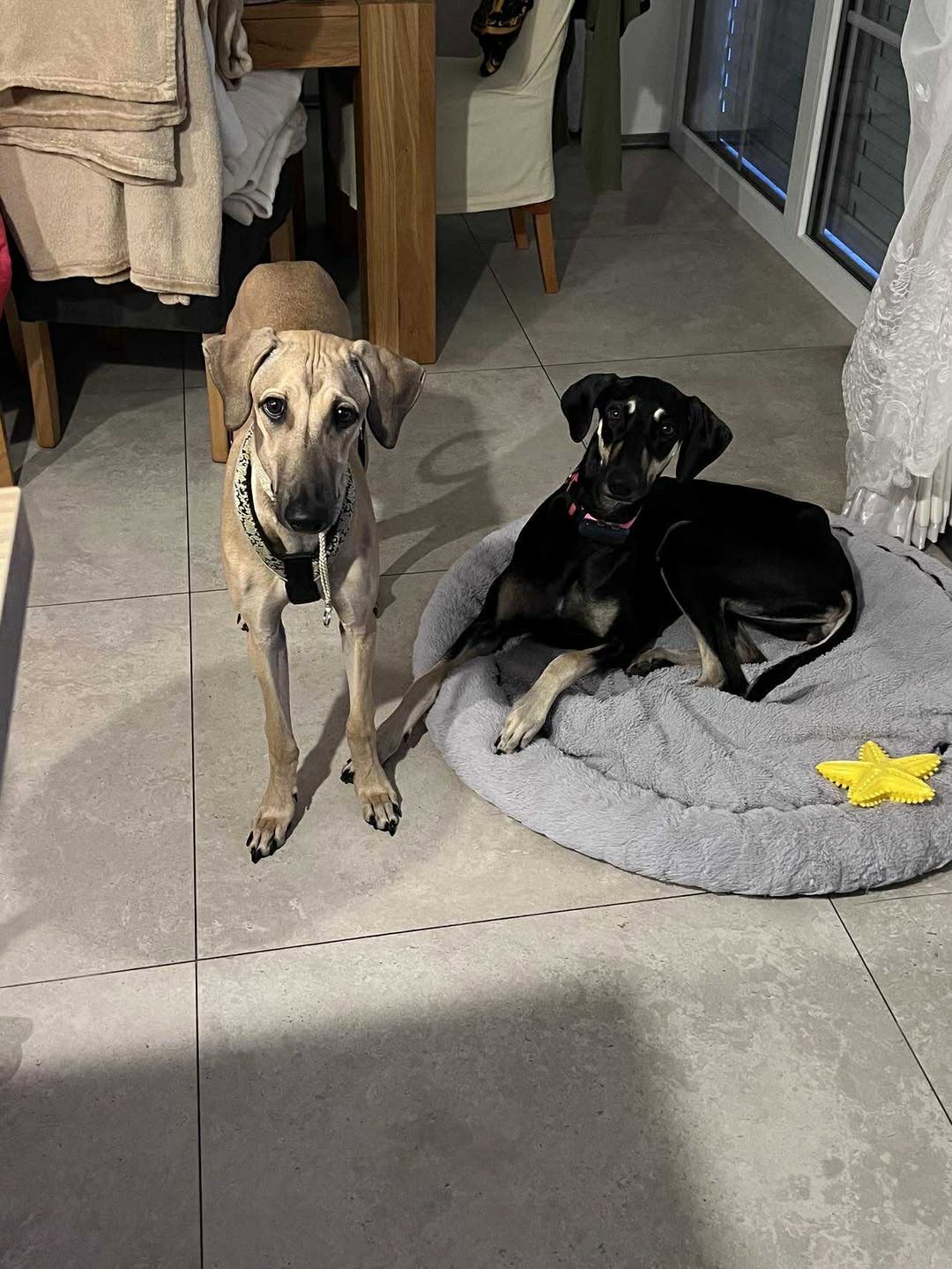 Messenger_creation_1145276117158795