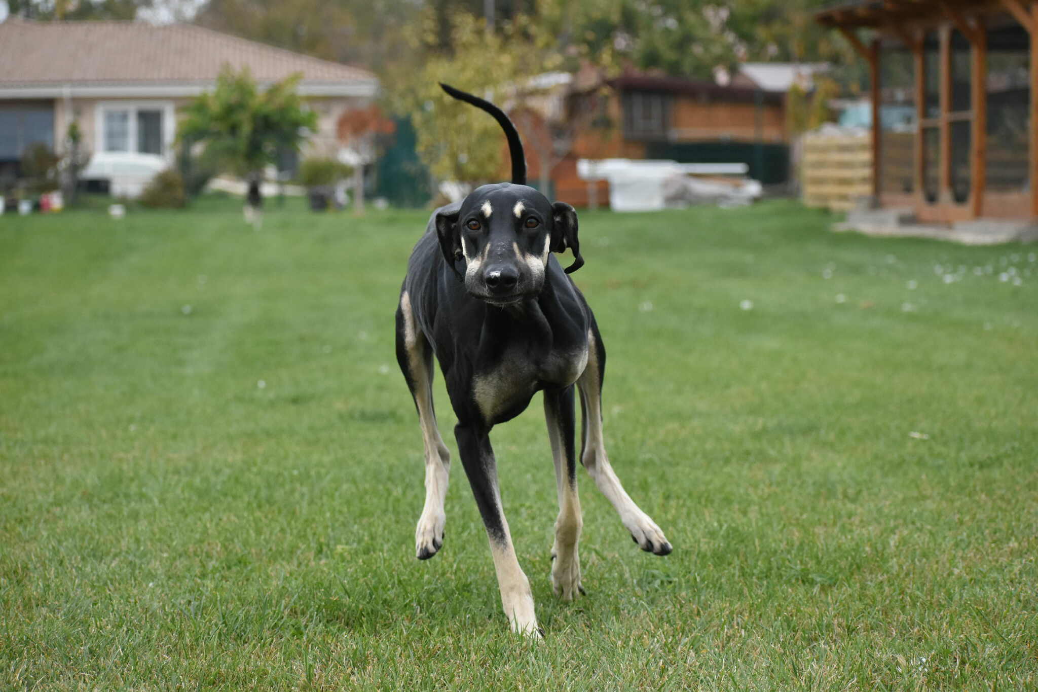 Messenger_creation_1484179599500126