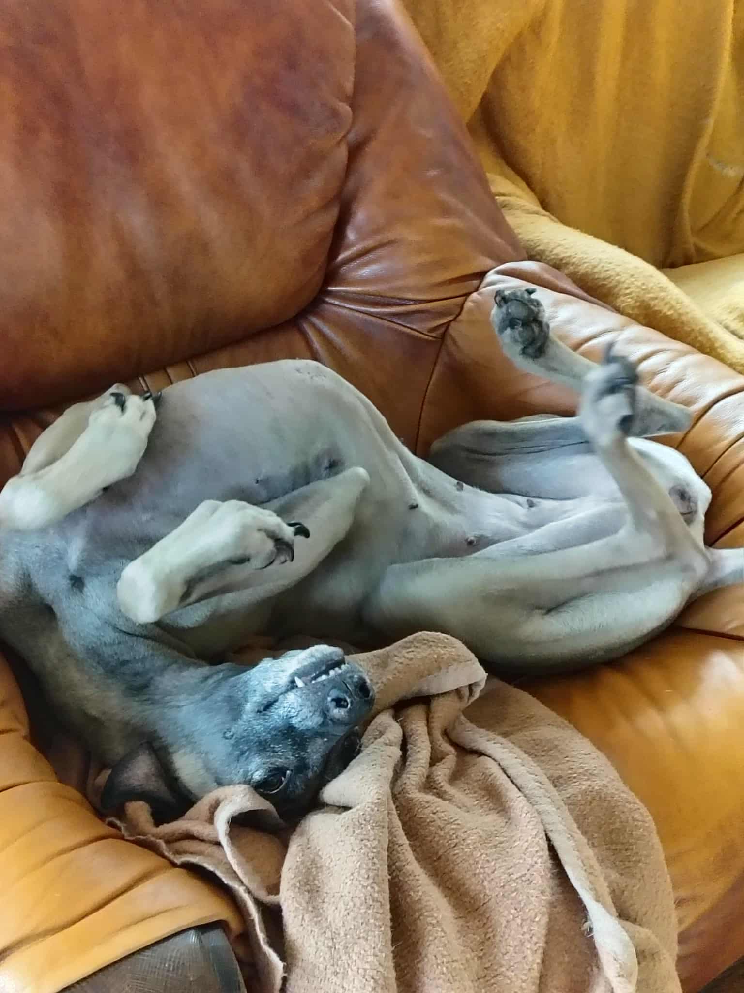 Messenger_creation_CA21312D-31B9-4BF8-8D67-381194347F3B