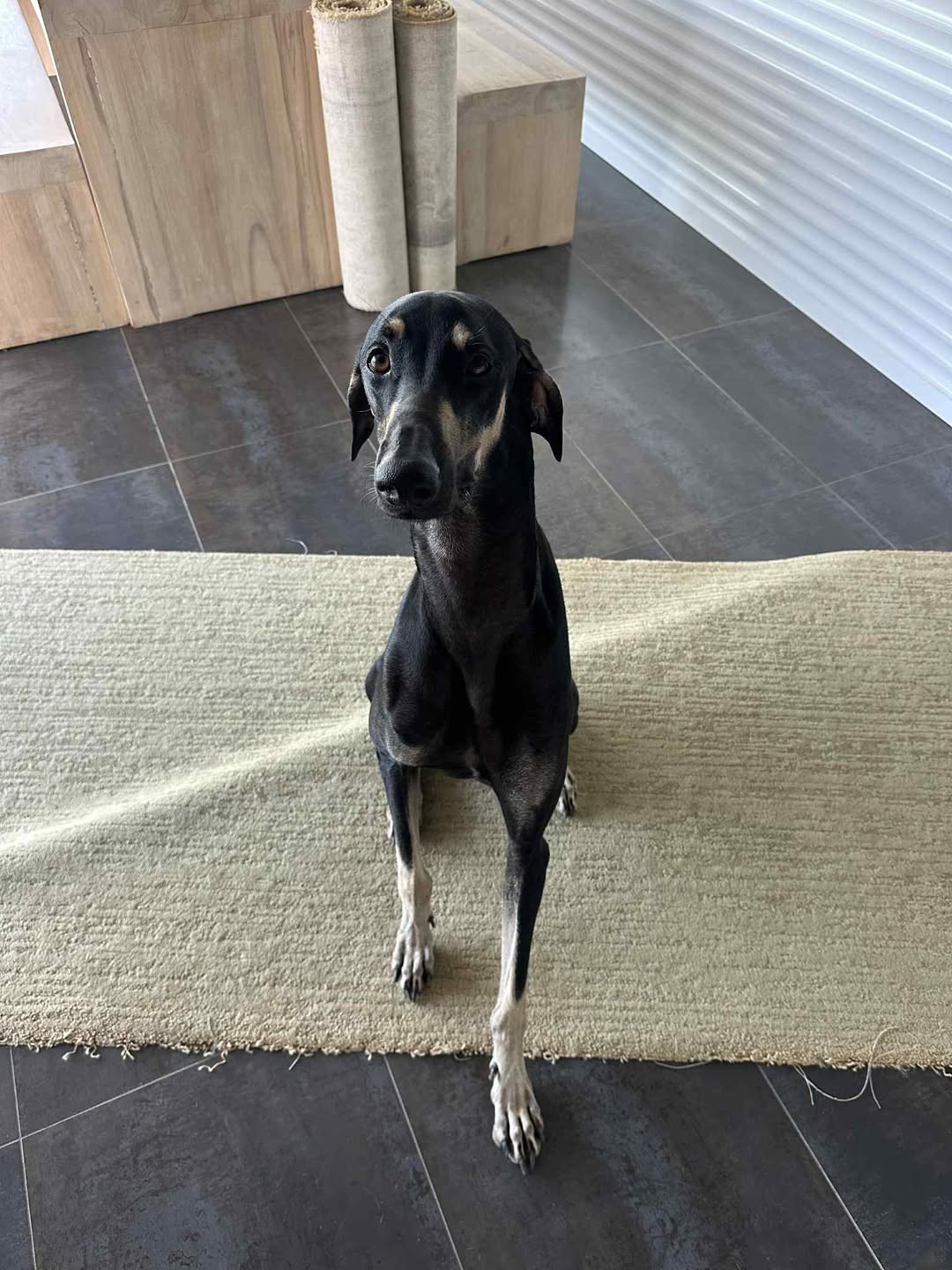 Messenger_creation_868236646154006