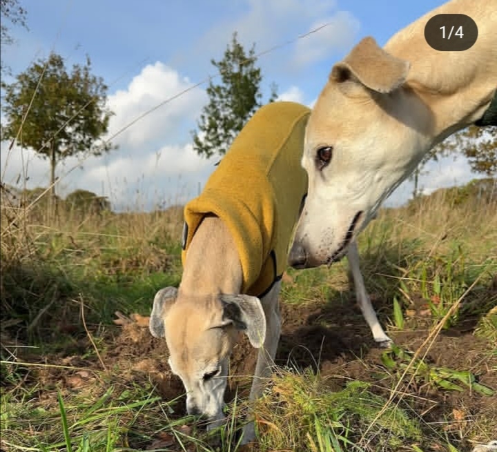 Screenshot_20251116_064608