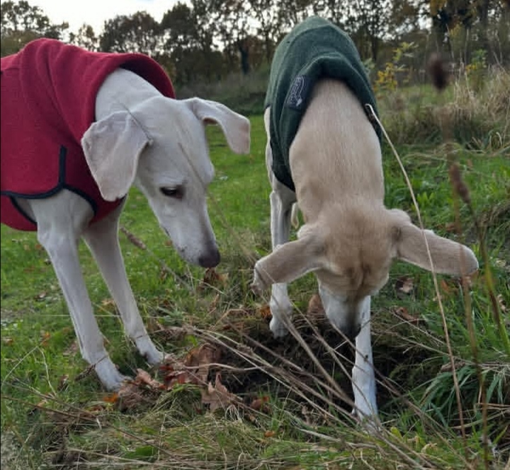 Screenshot_20251116_064540