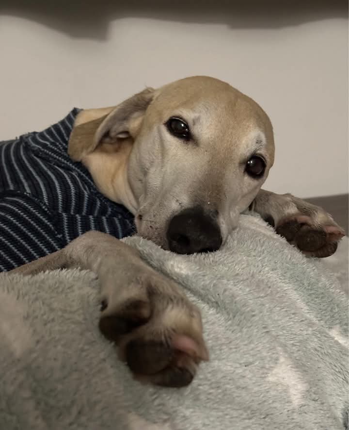 FB_IMG_1762172276322