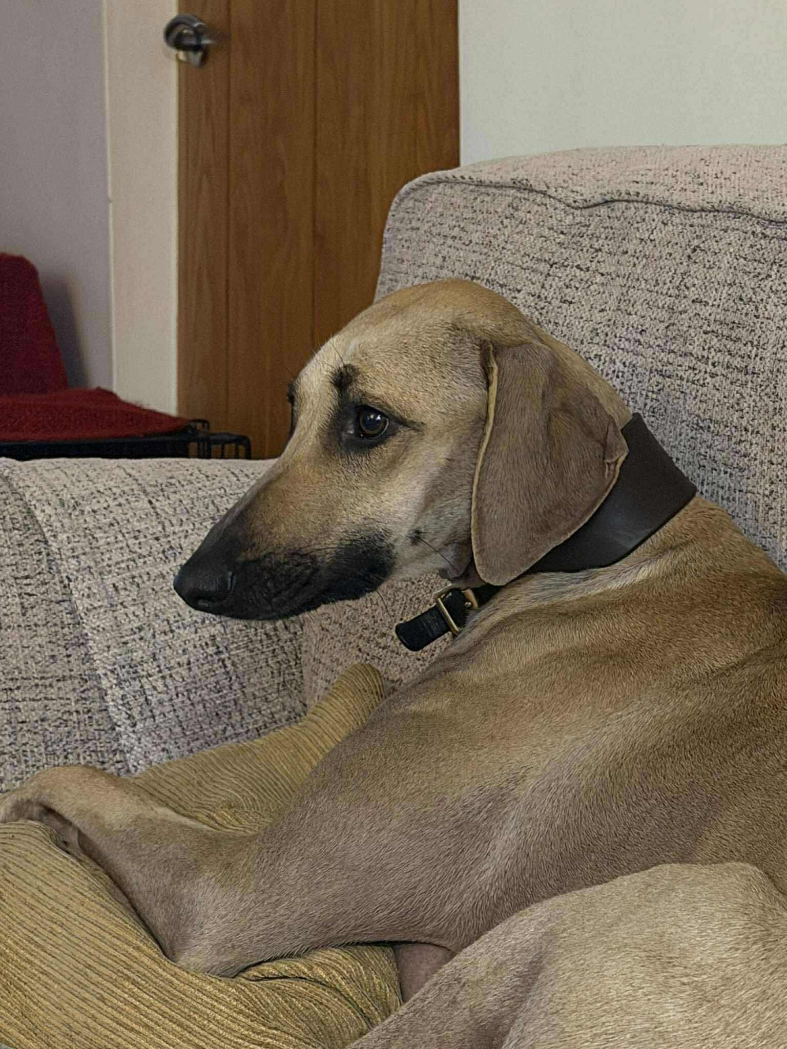 received_1525983841780624