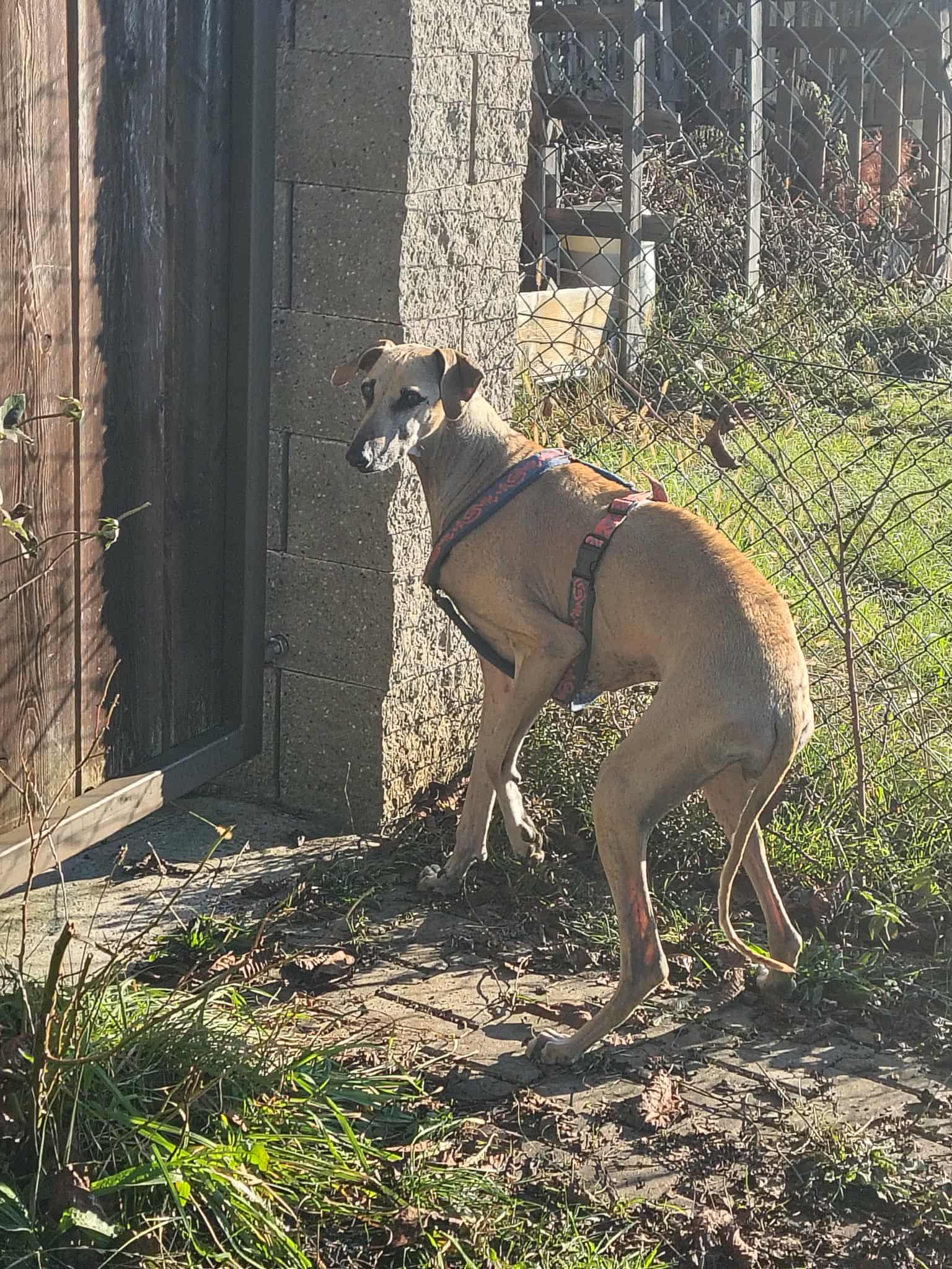 Messenger_creation_264BAE9C-3F92-4F04-B8D6-C65DE45DEA76