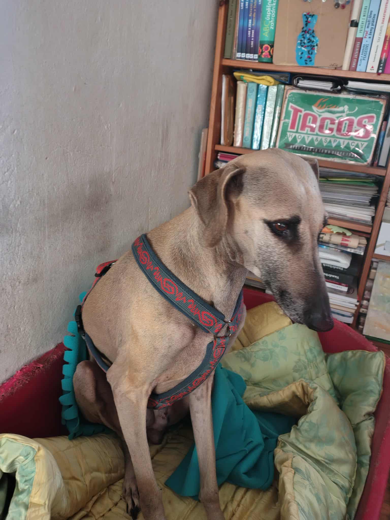 Messenger_creation_8426942F-97F5-4A1C-86C8-B92B9D7AA6A7