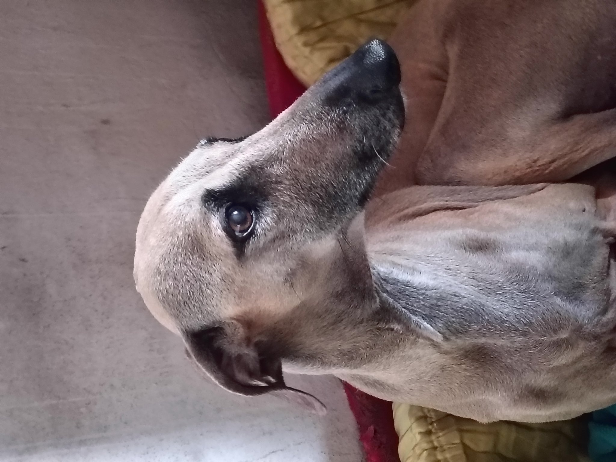 Messenger_creation_63D43891-2159-4BF6-905C-B1532CD5F627