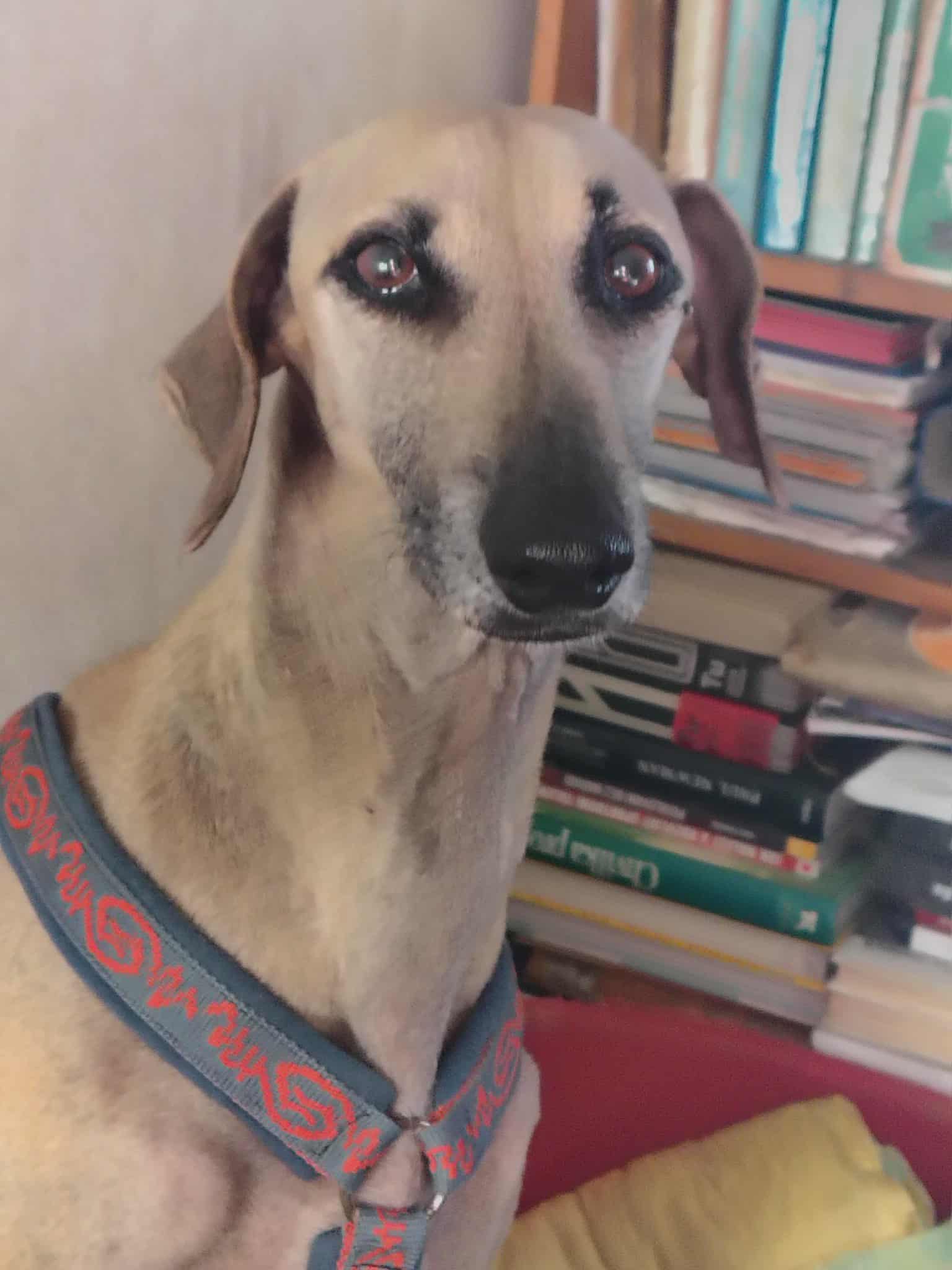 Messenger_creation_EC37C99A-32D7-466E-9B8B-18B08008DB7C