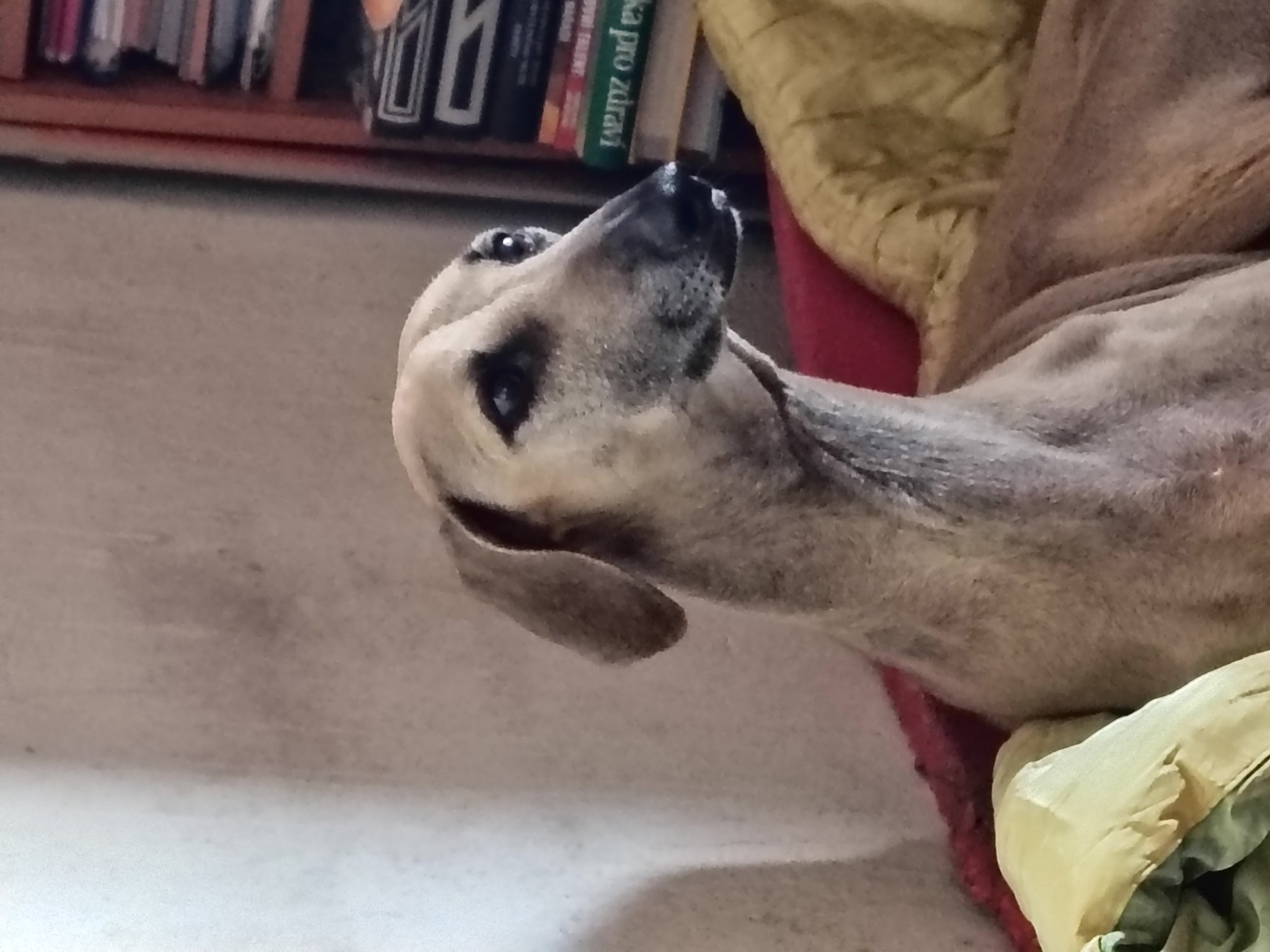 Messenger_creation_DECCB77A-258D-4B46-AA1D-F0E4D3410EAB