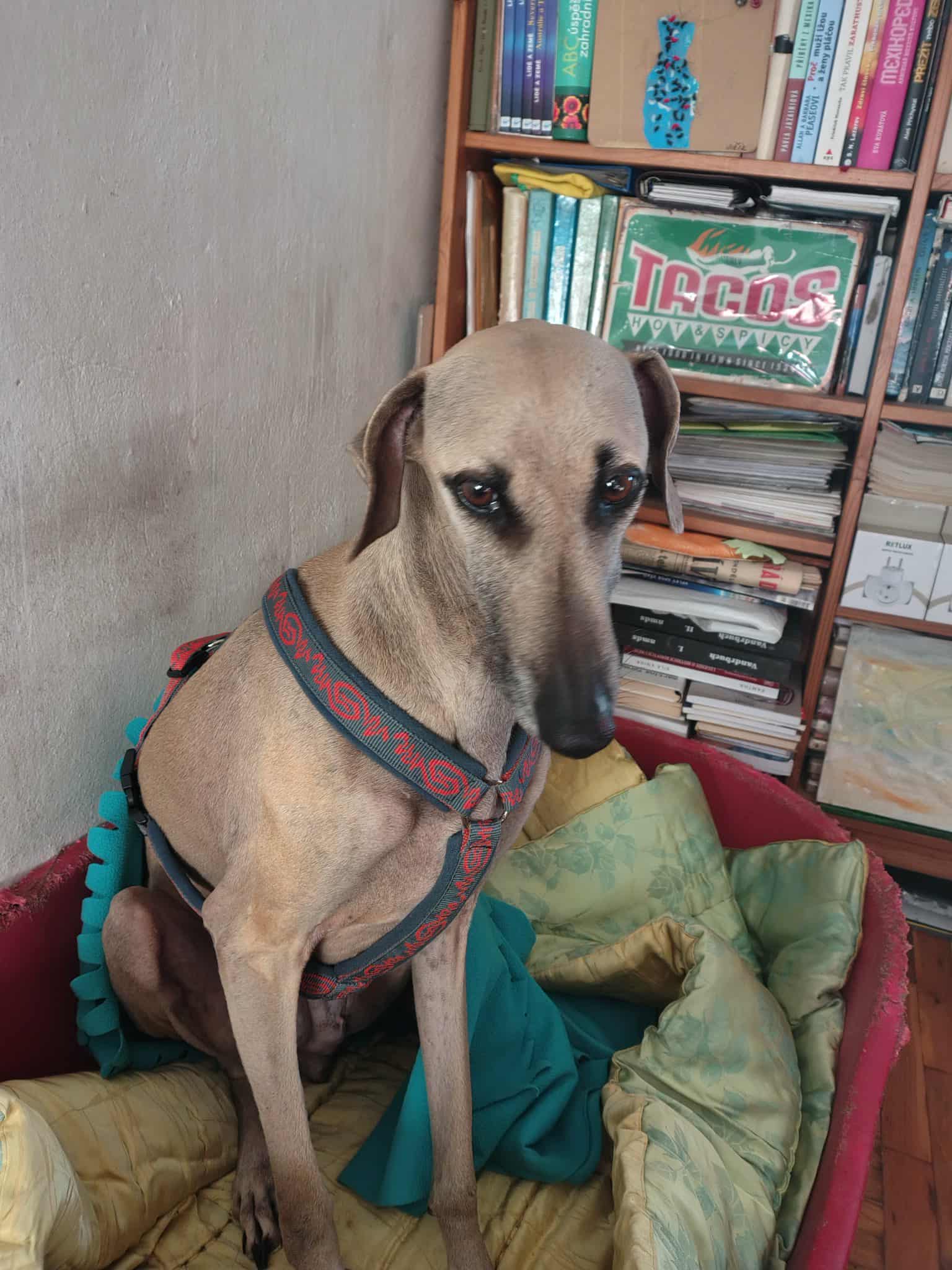 Messenger_creation_B2FED62E-D6DA-42EE-BE02-FBD47D08DB3F