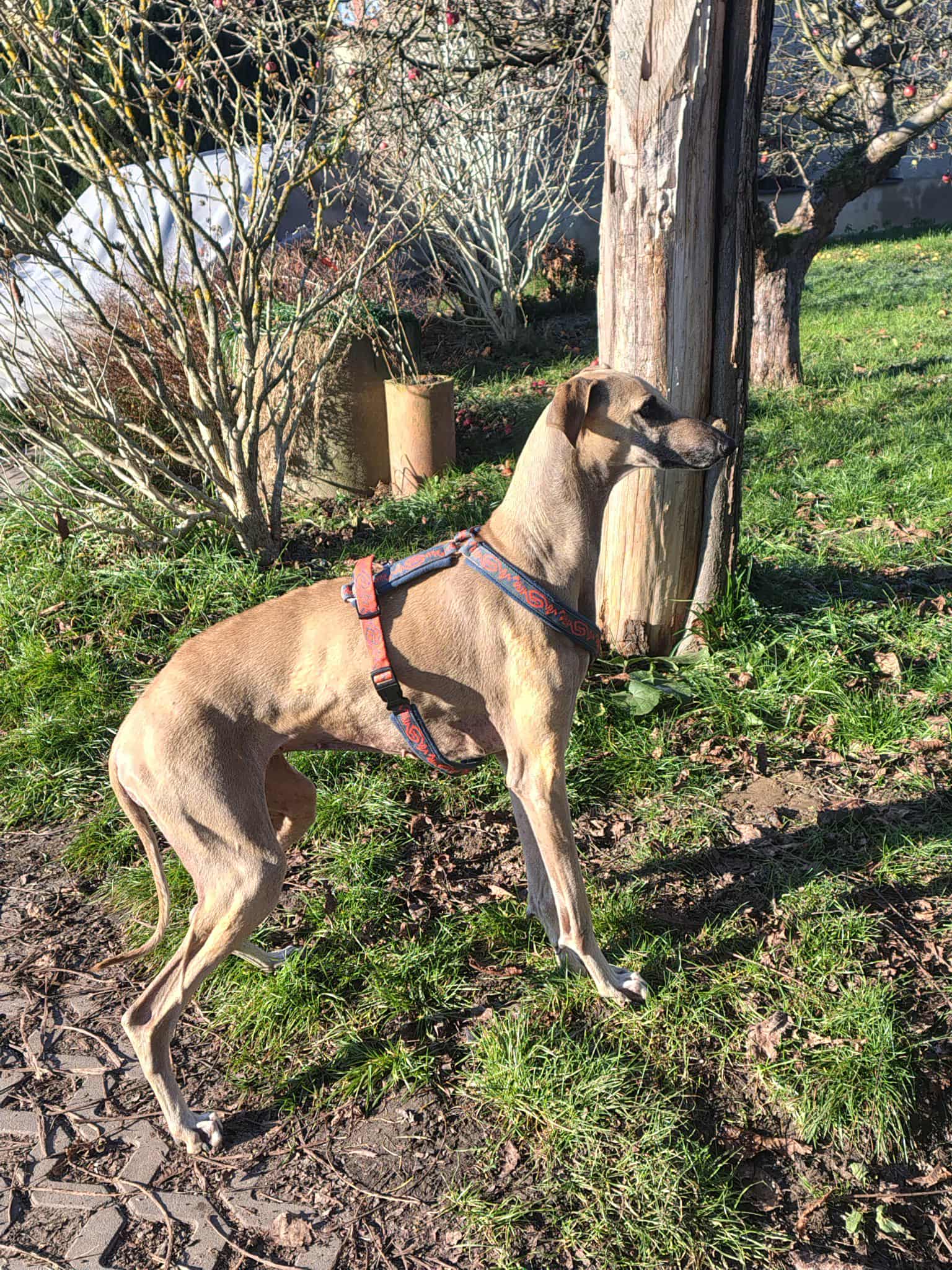 Messenger_creation_BDCFD0EB-D919-49AD-95E9-CC1409D14501