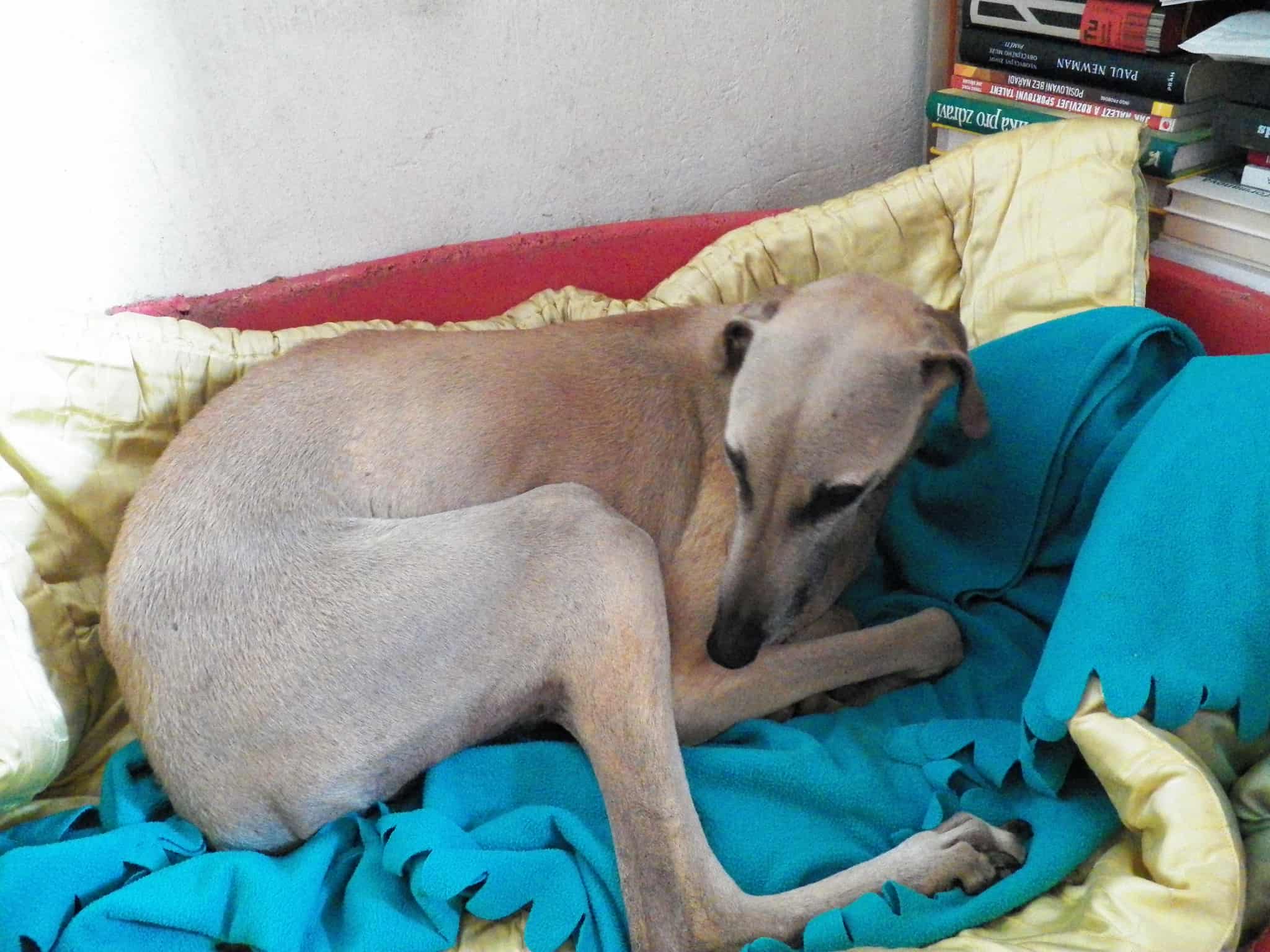 Messenger_creation_6F9354FF-3D94-4365-AC98-CA67E5974104