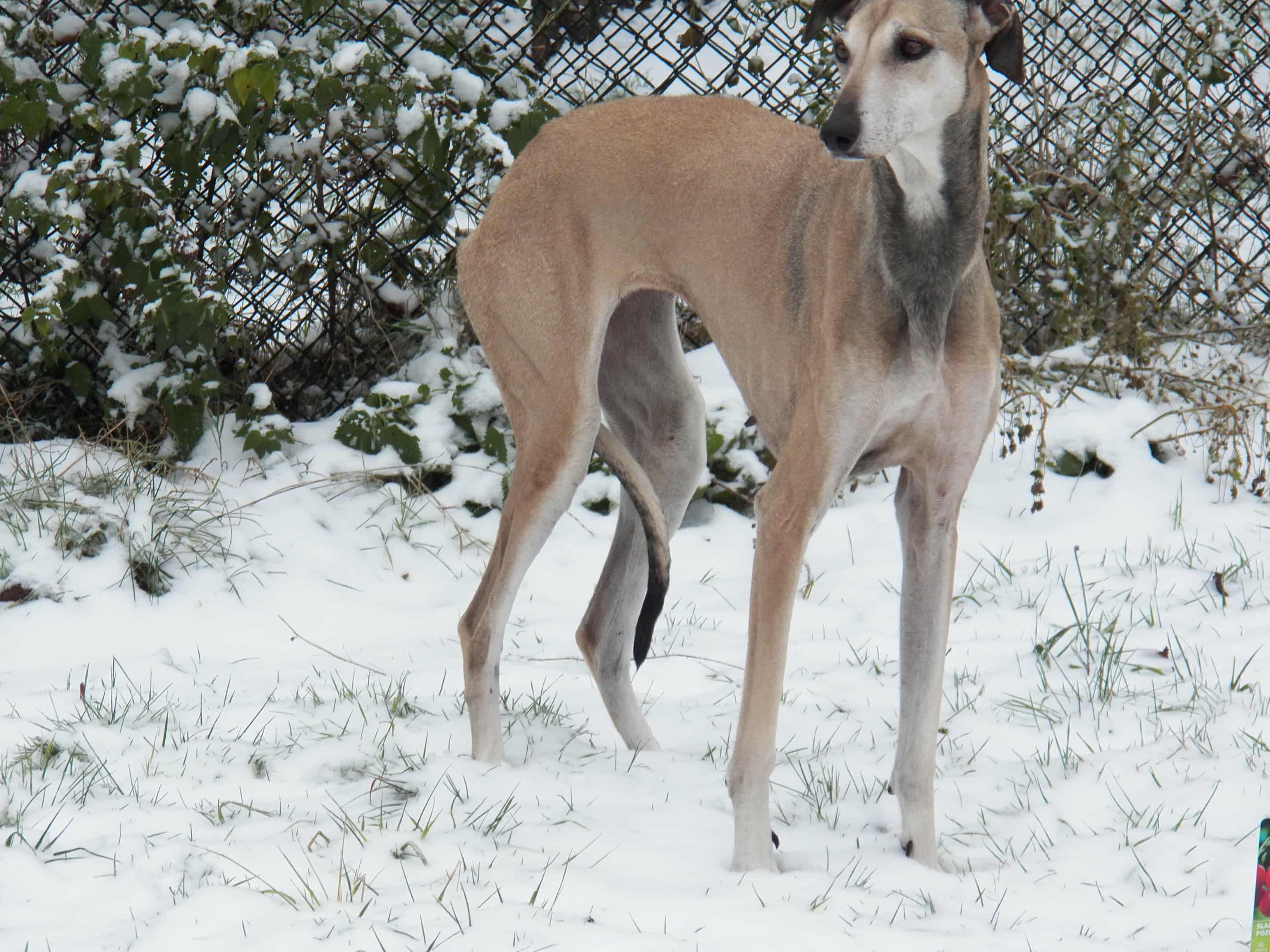 Messenger_creation_D62B717C-8257-46A2-8AA5-343B52CFA0A9