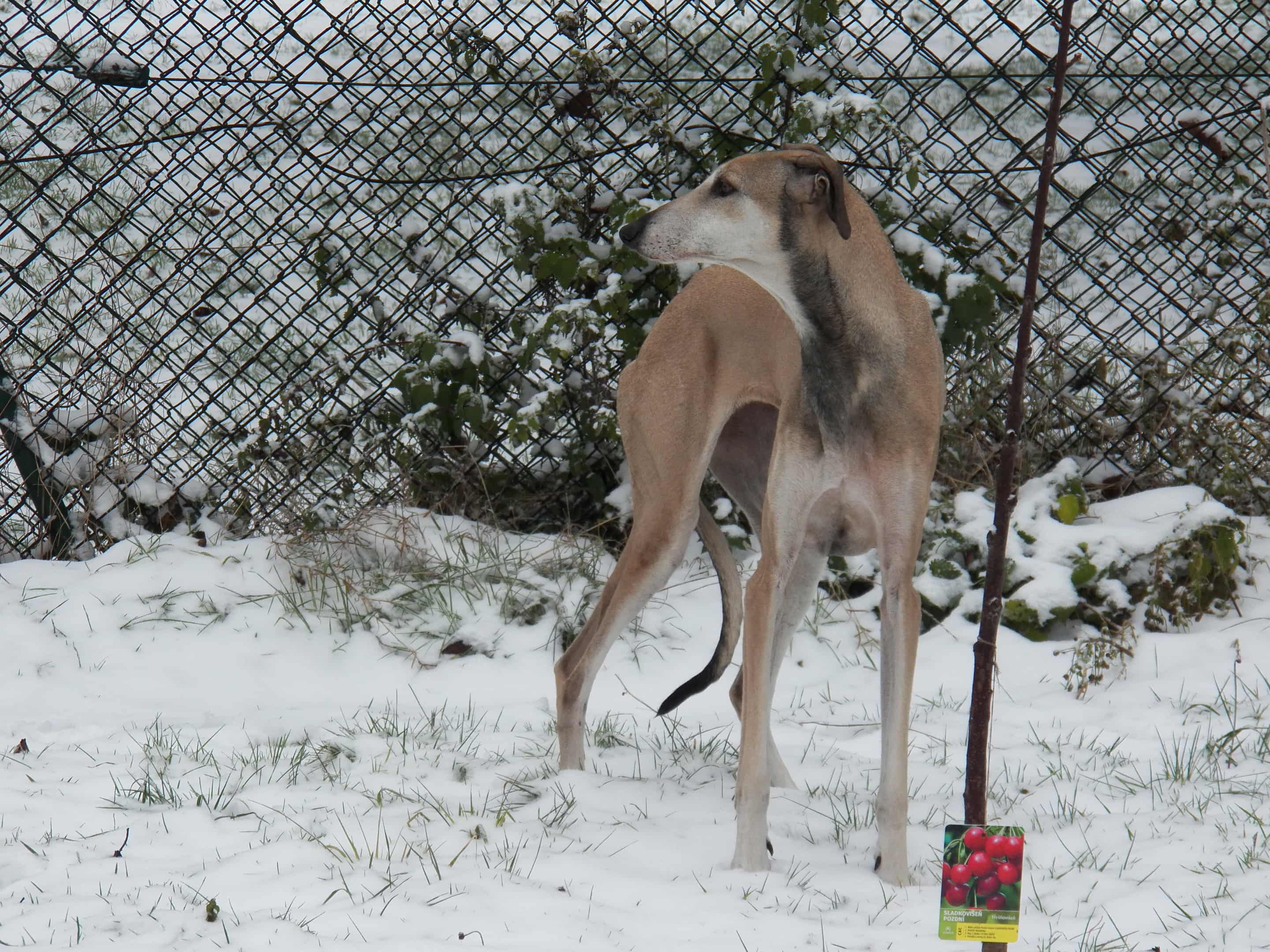 Messenger_creation_74100D55-4F0A-448A-A3A9-49BACBD69B78