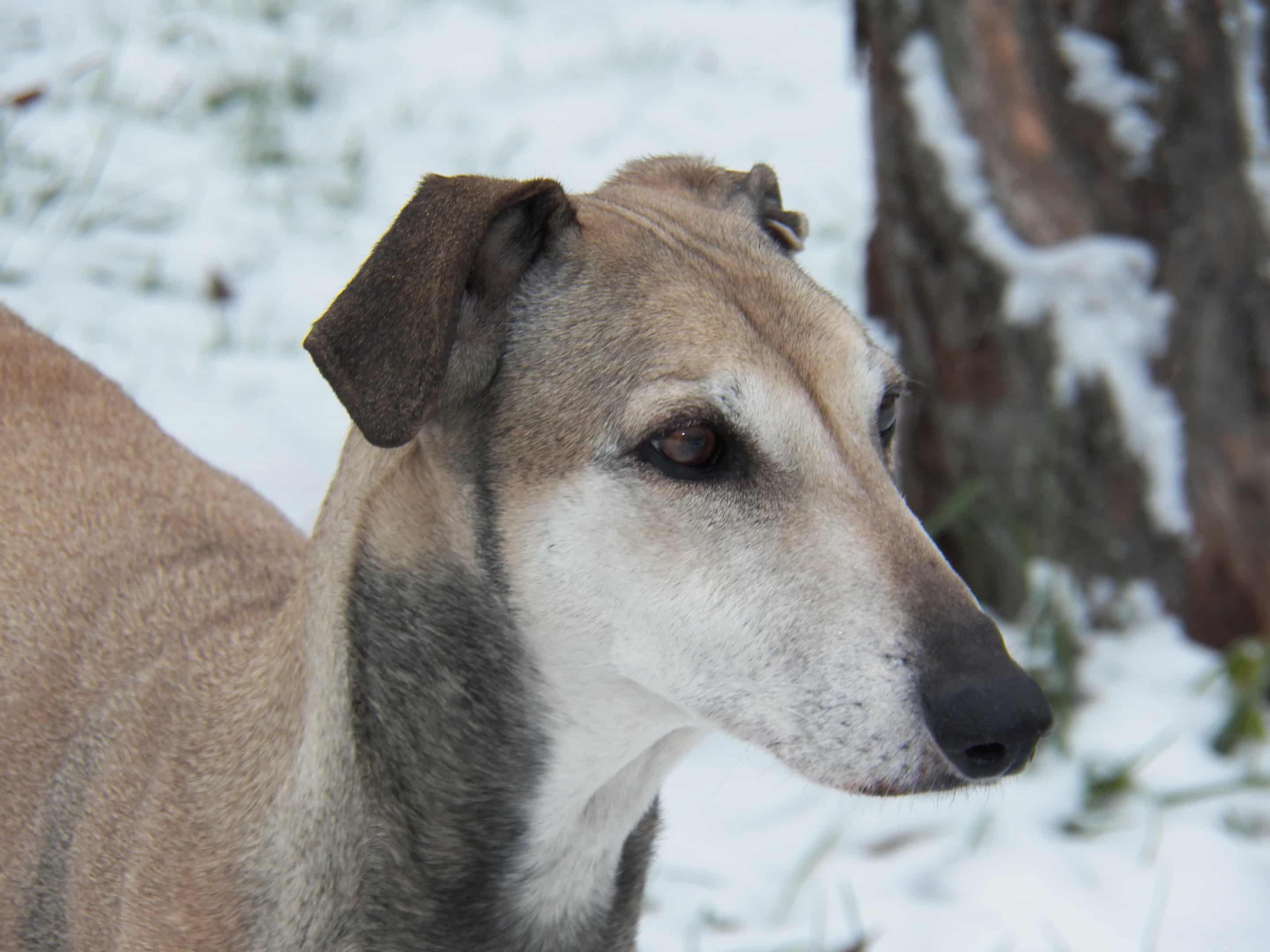 Messenger_creation_F64A2F81-18DF-4B37-9246-D8B247EE8BD4