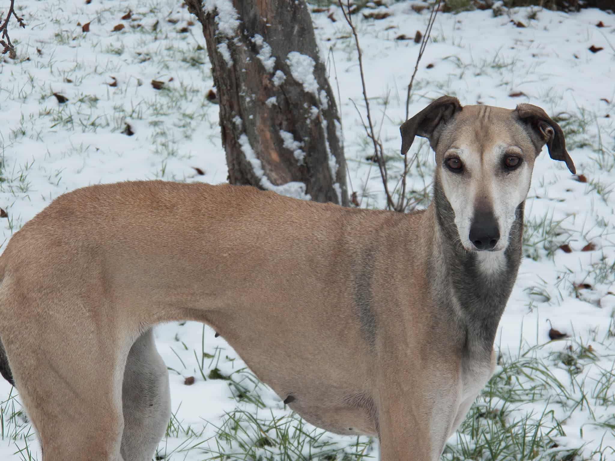 Messenger_creation_03C5DF51-068A-4A8E-BF23-2C375F2EBC6D