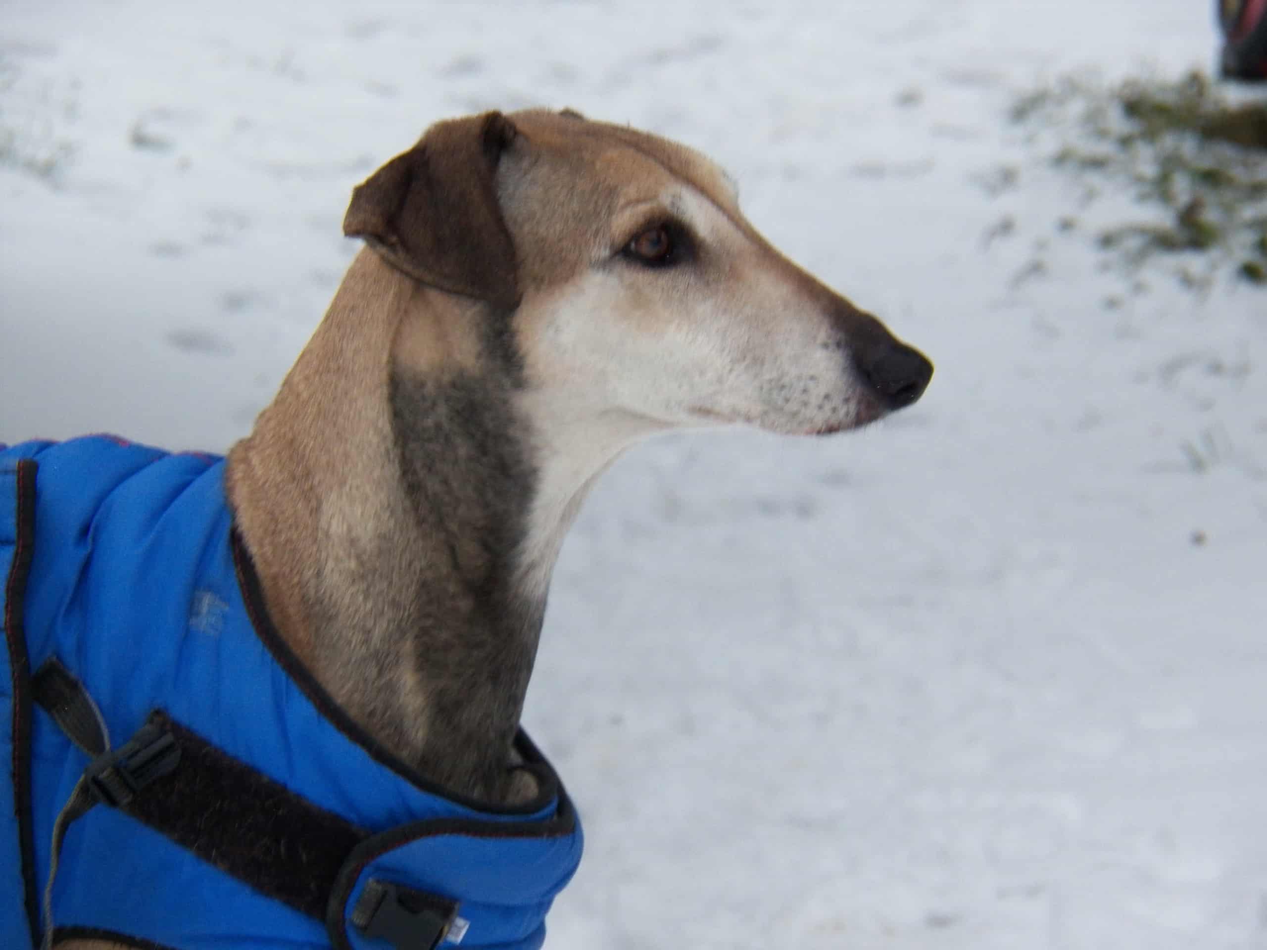 Messenger_creation_FBB7281F-902D-48BA-8357-0DFEA3800B4E