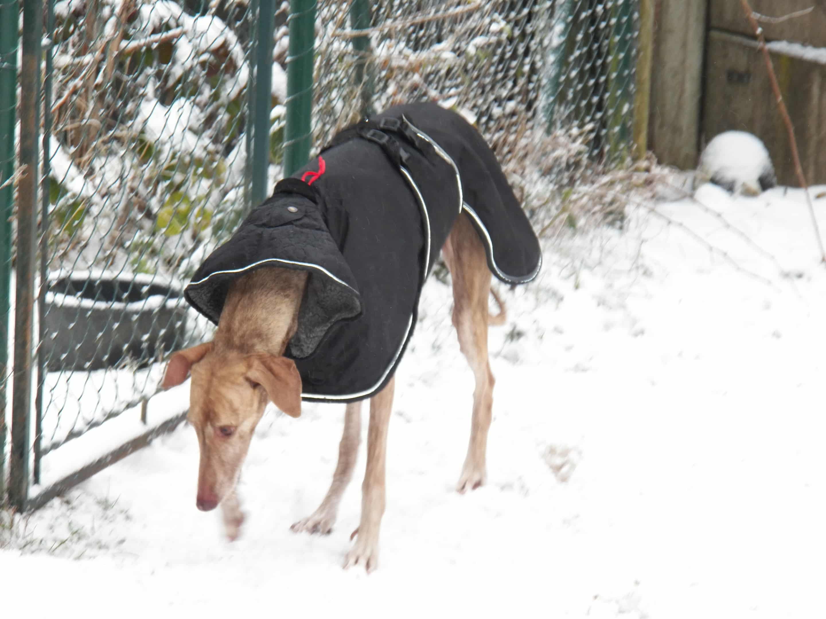 Messenger_creation_292C4F4A-C2FF-4B3C-8884-4DCF06B17B23