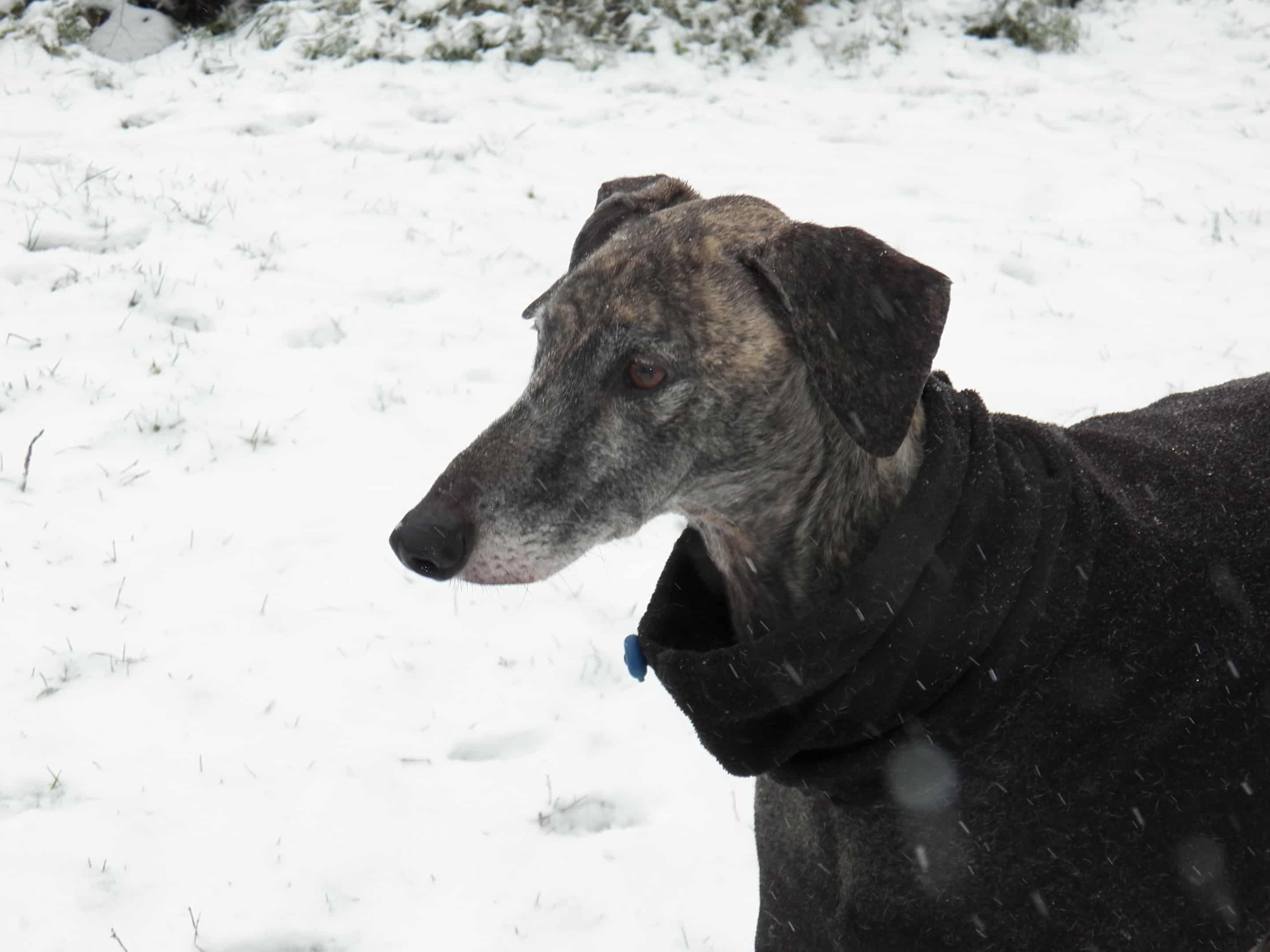 Messenger_creation_2F2AFF5E-A840-4752-A686-F64A7A2F00FC