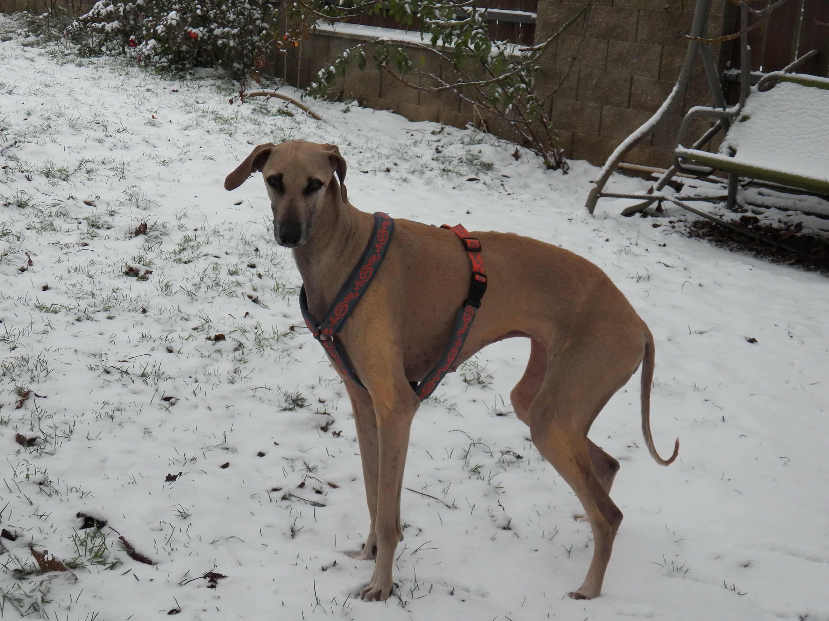 Messenger_creation_A8FD6DC0-8A2A-4802-AA4F-968CA072328A