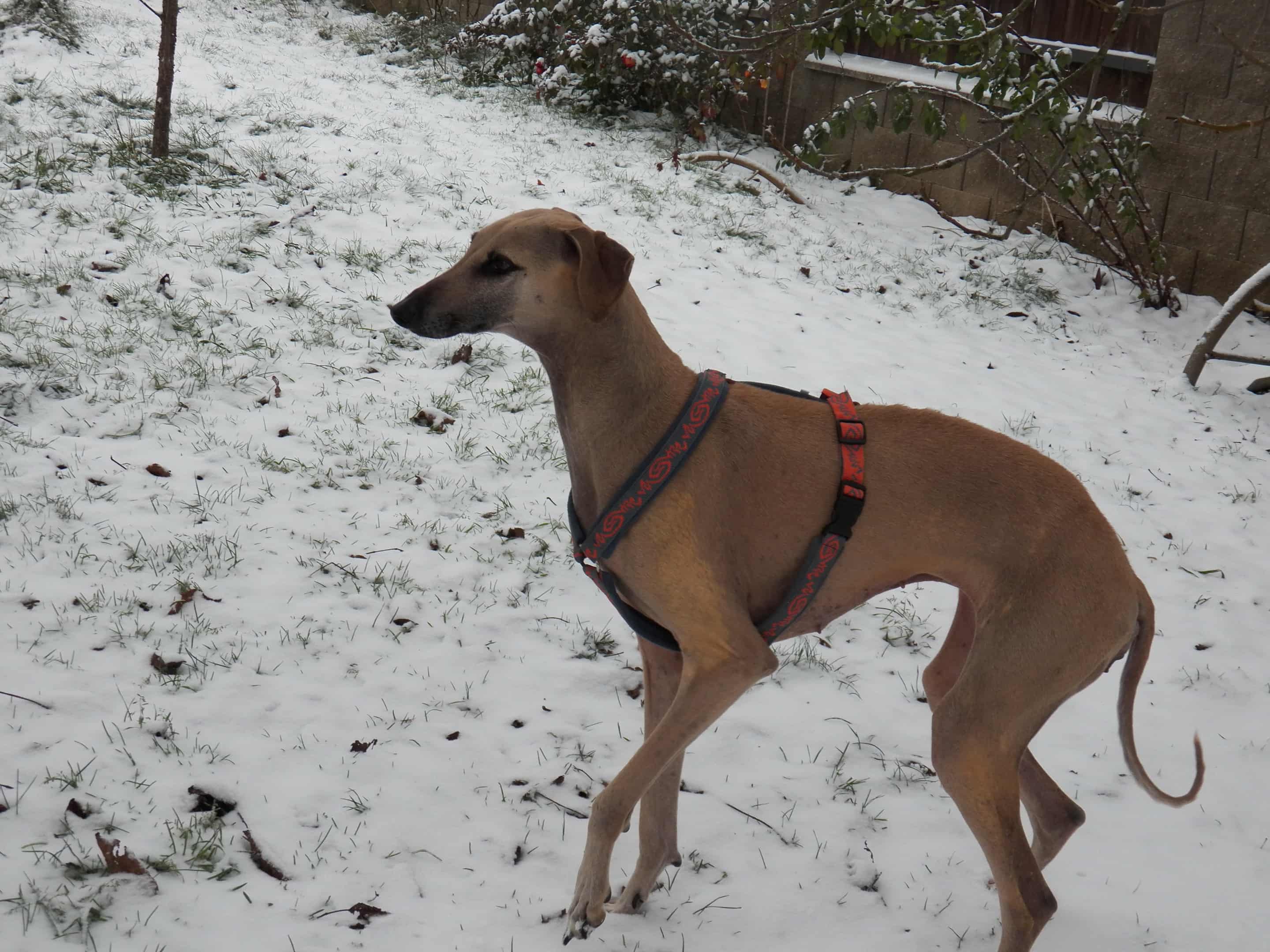 Messenger_creation_8CA14071-A5ED-462A-B8C3-611B9597277F