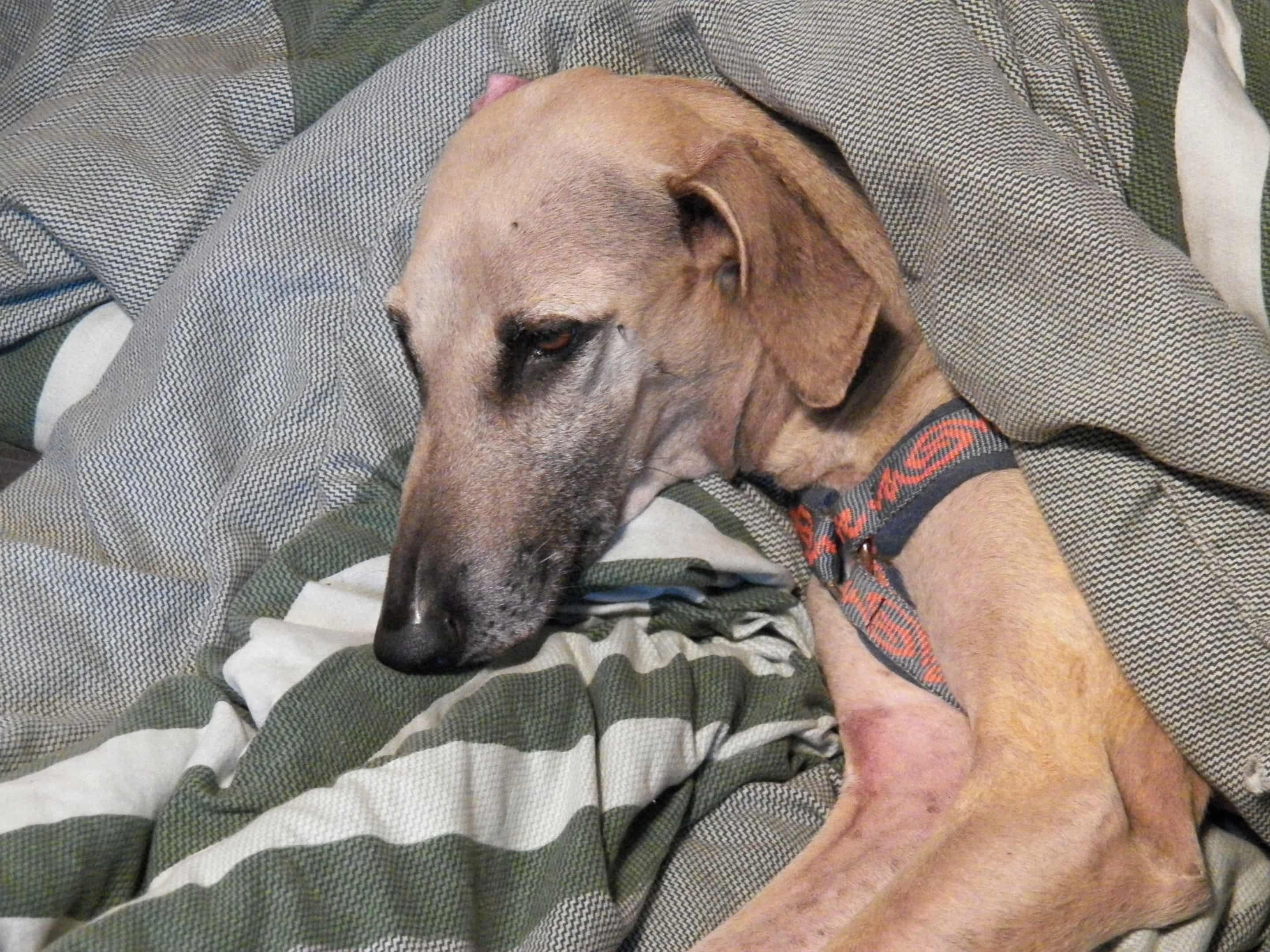 Messenger_creation_264EF316-4878-4299-B3F2-DE602409F23D