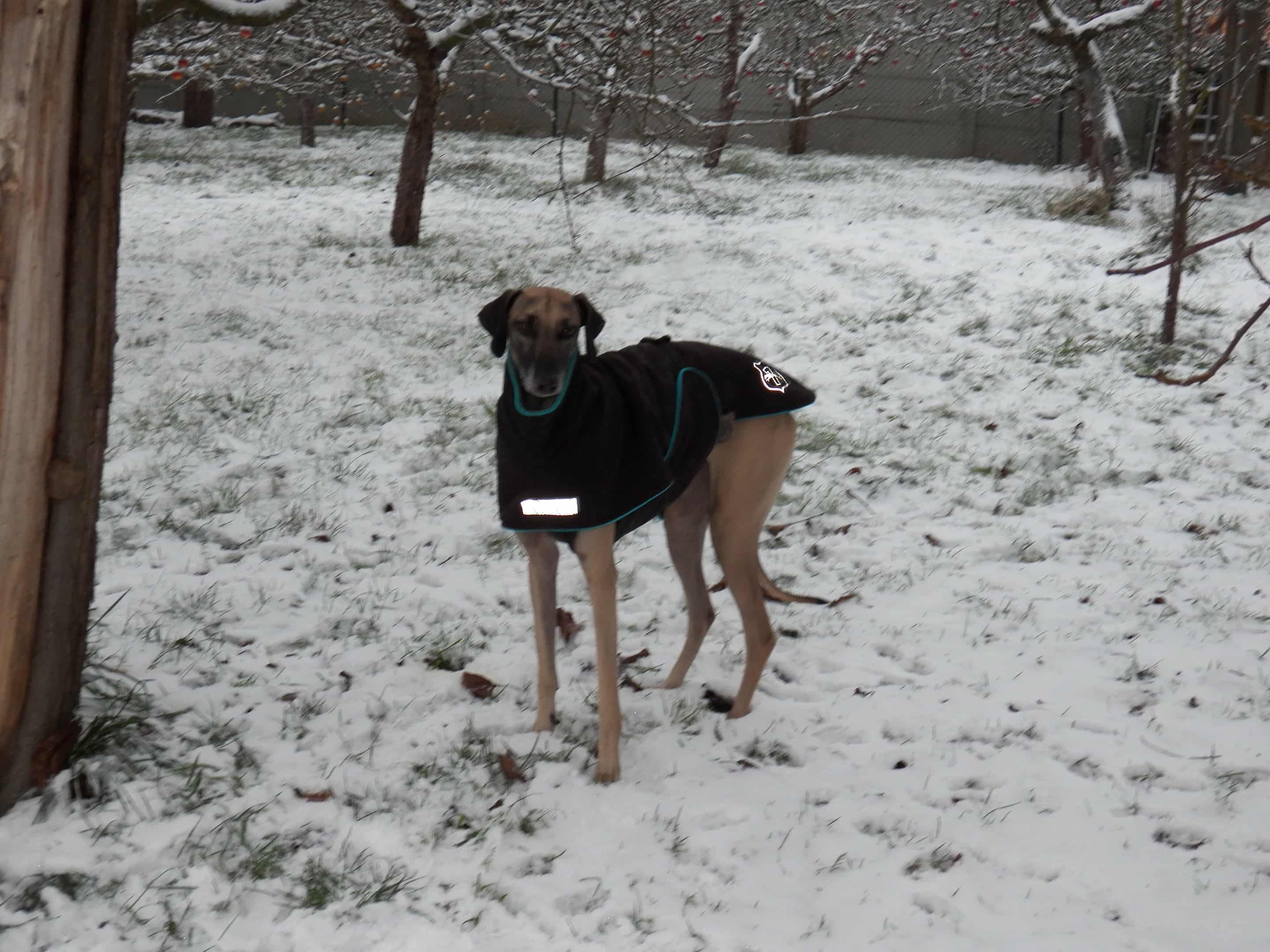 Messenger_creation_9F86C1DE-67E5-4AE1-97C1-4AACAB51E385