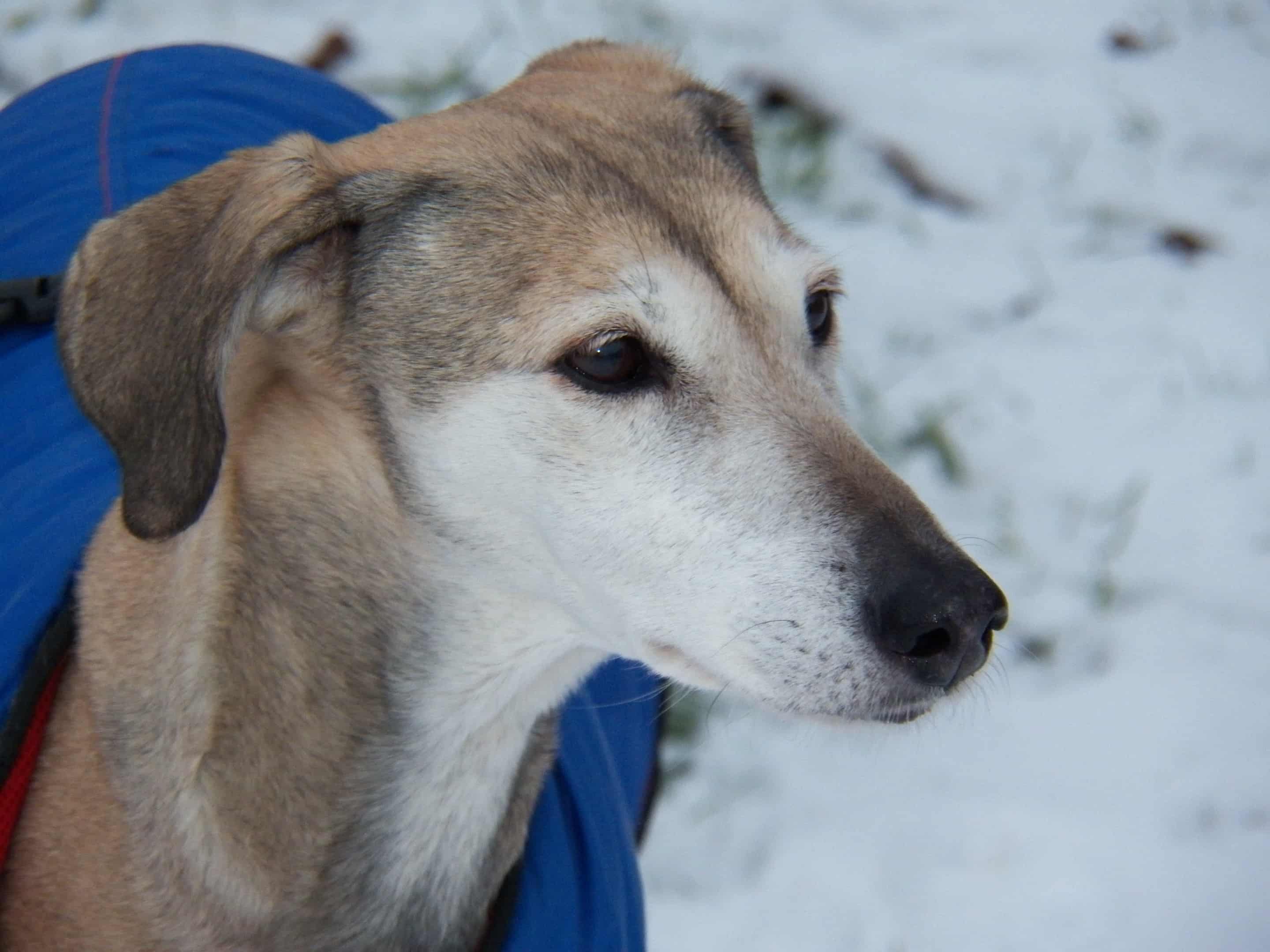 Messenger_creation_6FAC1CFF-CE51-4E84-A426-89AC41998851