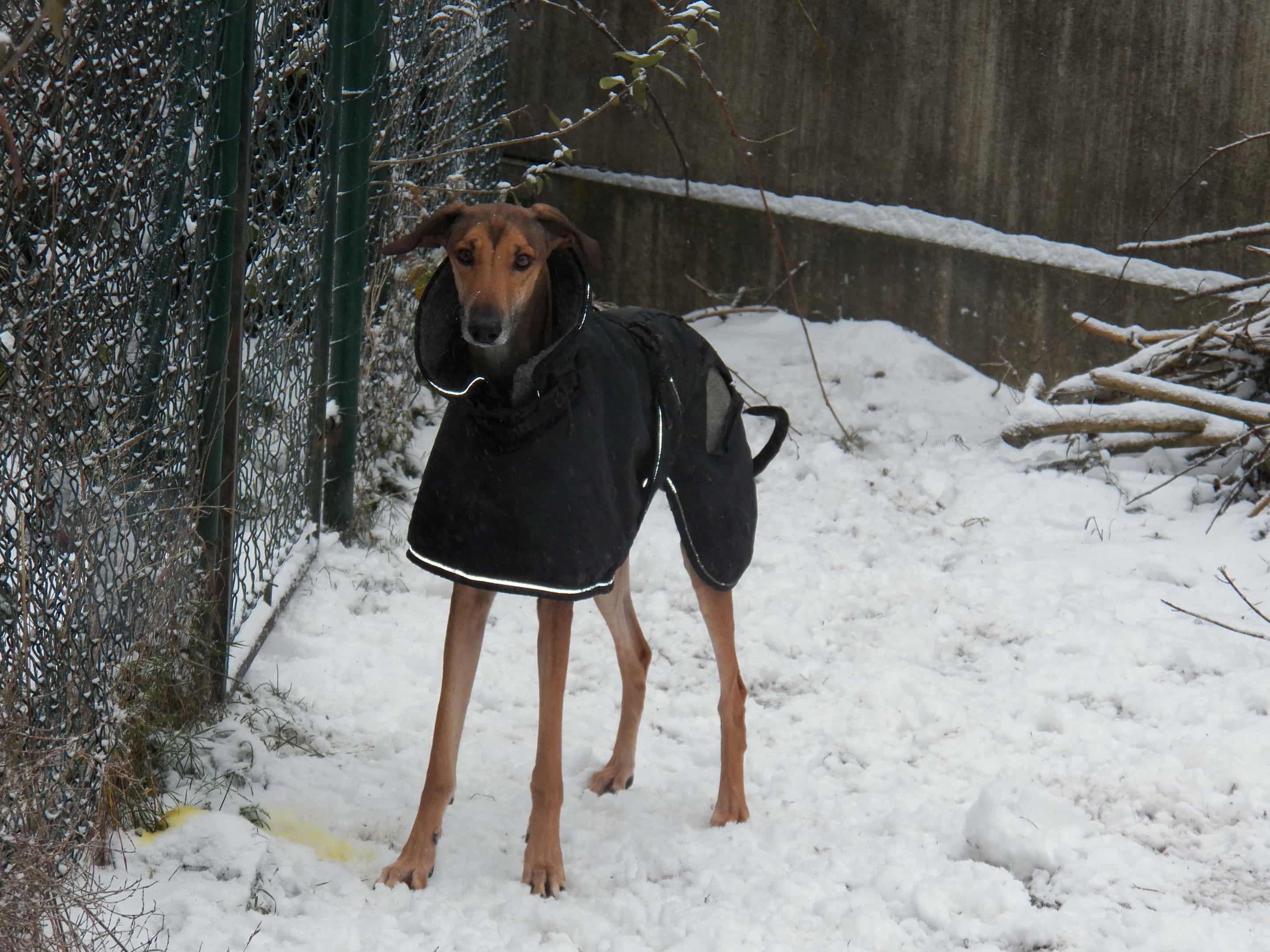 Messenger_creation_A12CD38F-AAC2-4A28-94CB-E03C3C4A1BE0