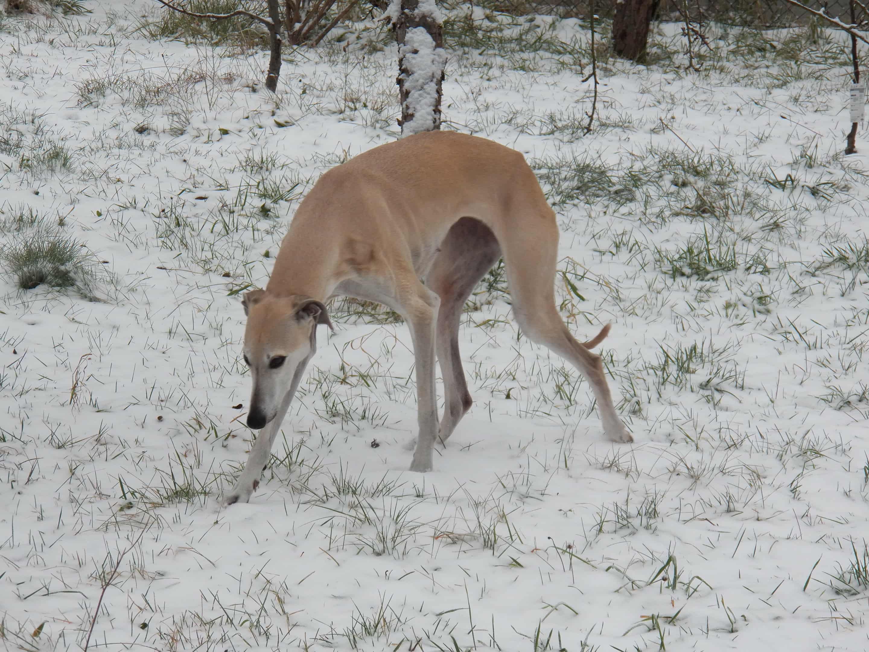 Messenger_creation_A7D83BCF-7EAB-455A-BABF-3D90B8A0FC05