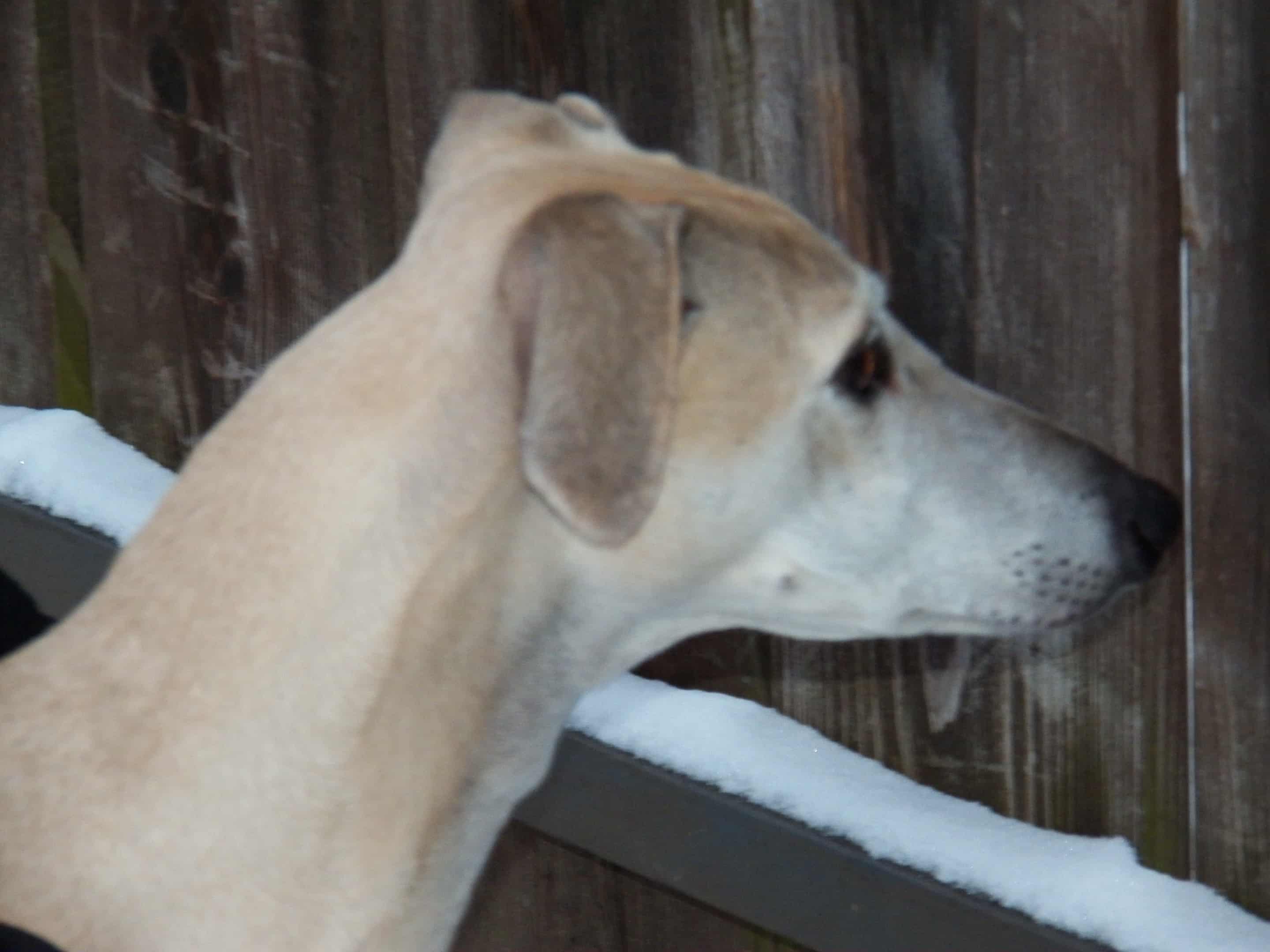 Messenger_creation_E5098C3B-AAD5-4BA9-9B15-69C34AD2F1FE