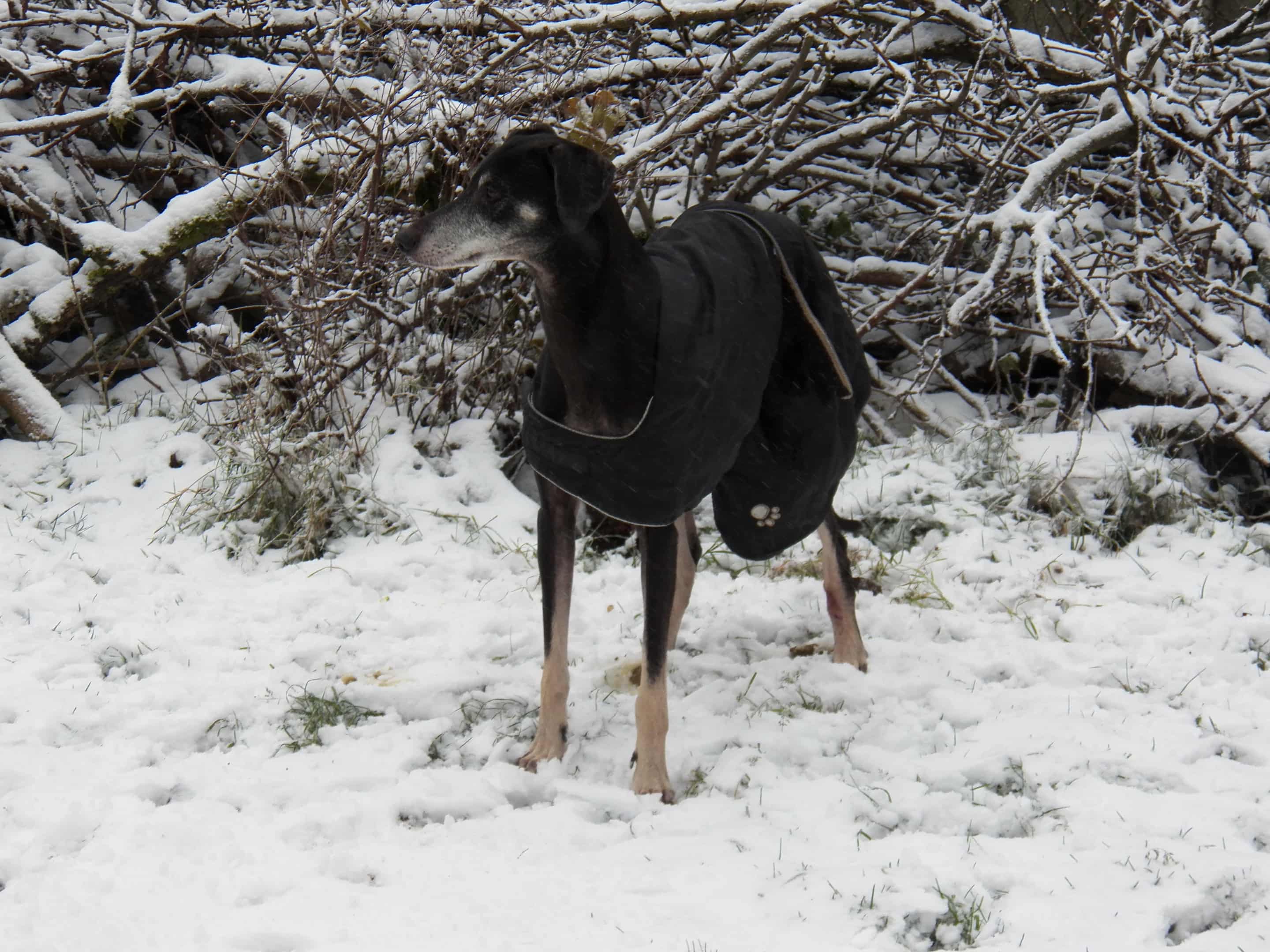 Messenger_creation_D3094681-90DD-4EA6-951A-0DD6E2E016CC