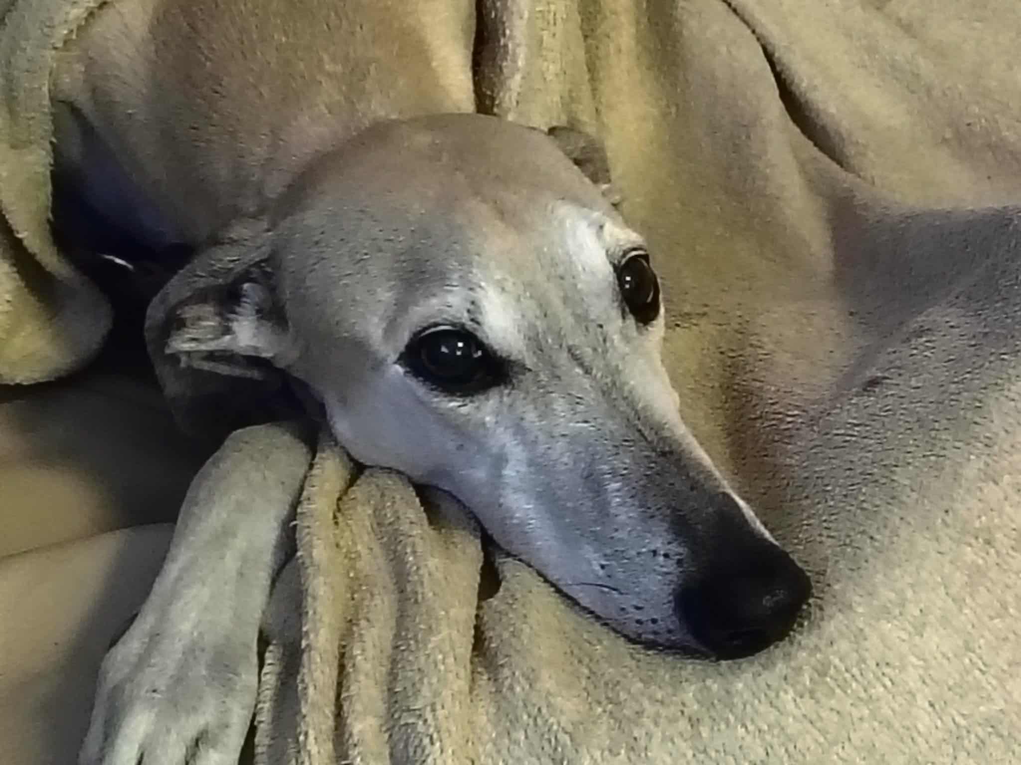 Messenger_creation_43B4B886-38B6-4AAA-B53F-0ED96E0CF917