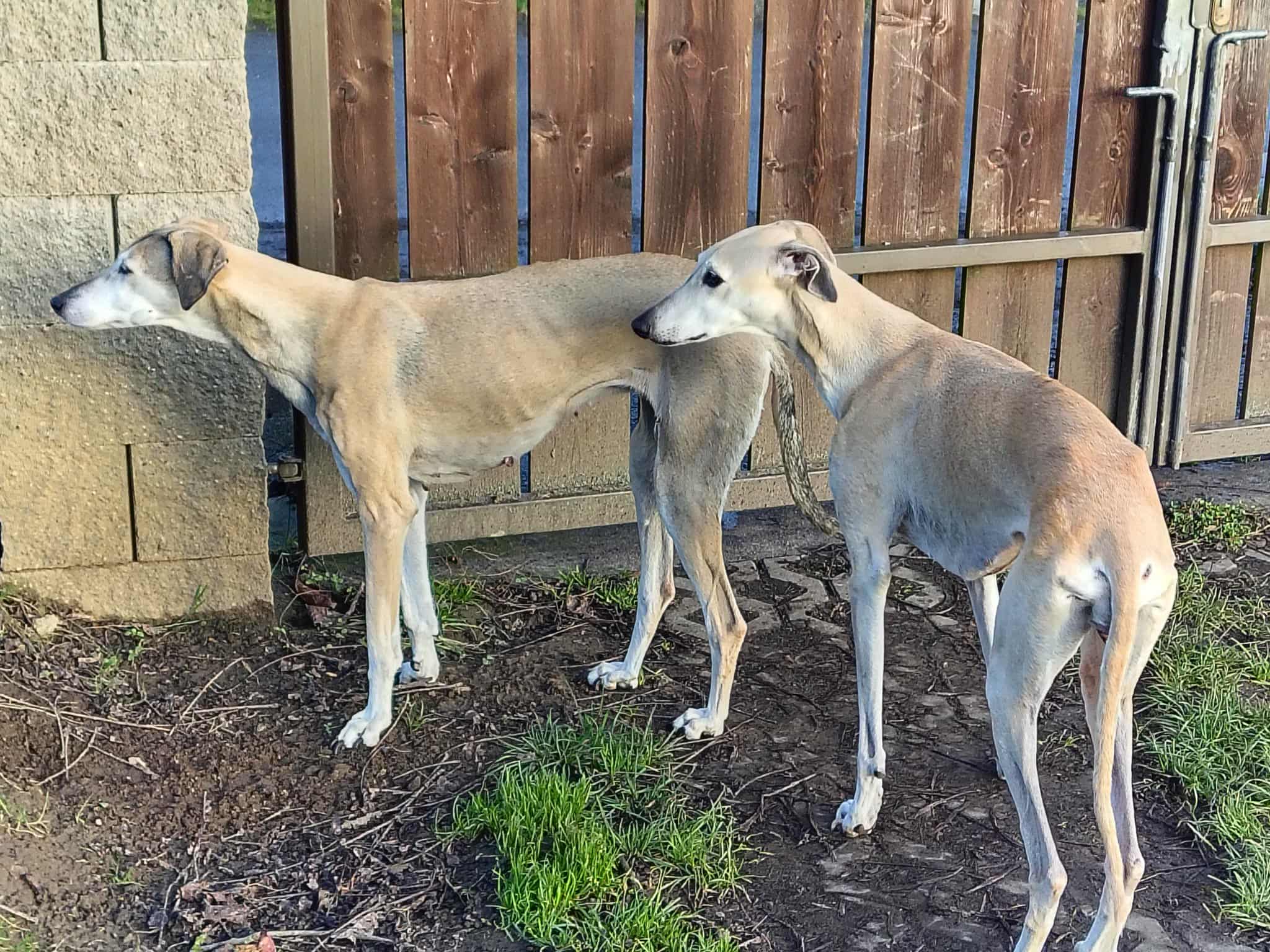 Messenger_creation_931E9C64-C7B7-4AEE-9D63-E39B3F6FD0D3