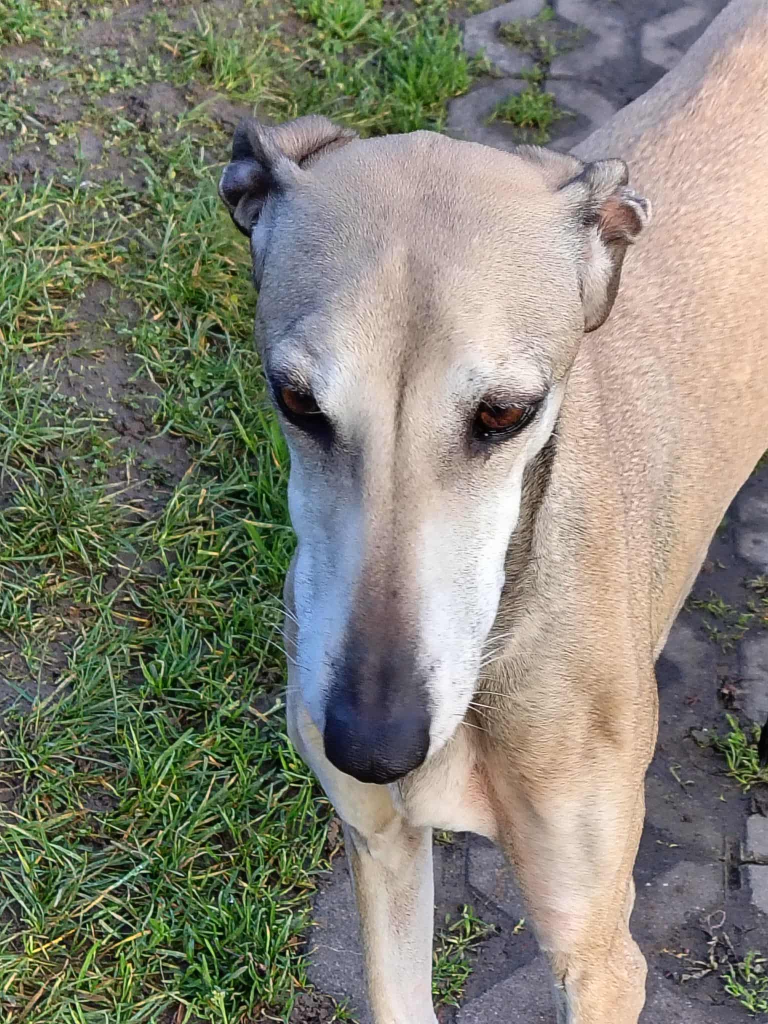 Messenger_creation_9C91C59F-87A2-443C-901B-0361B9F3BD34