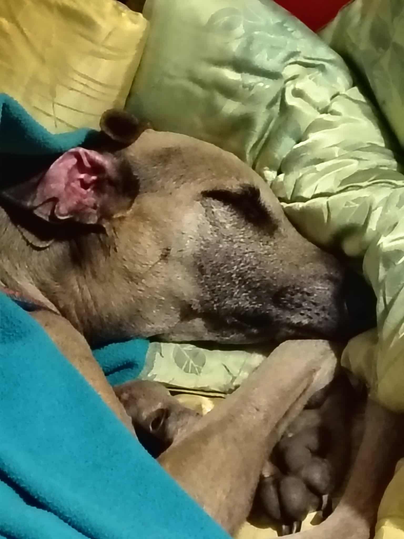 Messenger_creation_452F2726-EECF-4A14-BC48-E0E4CB16B039