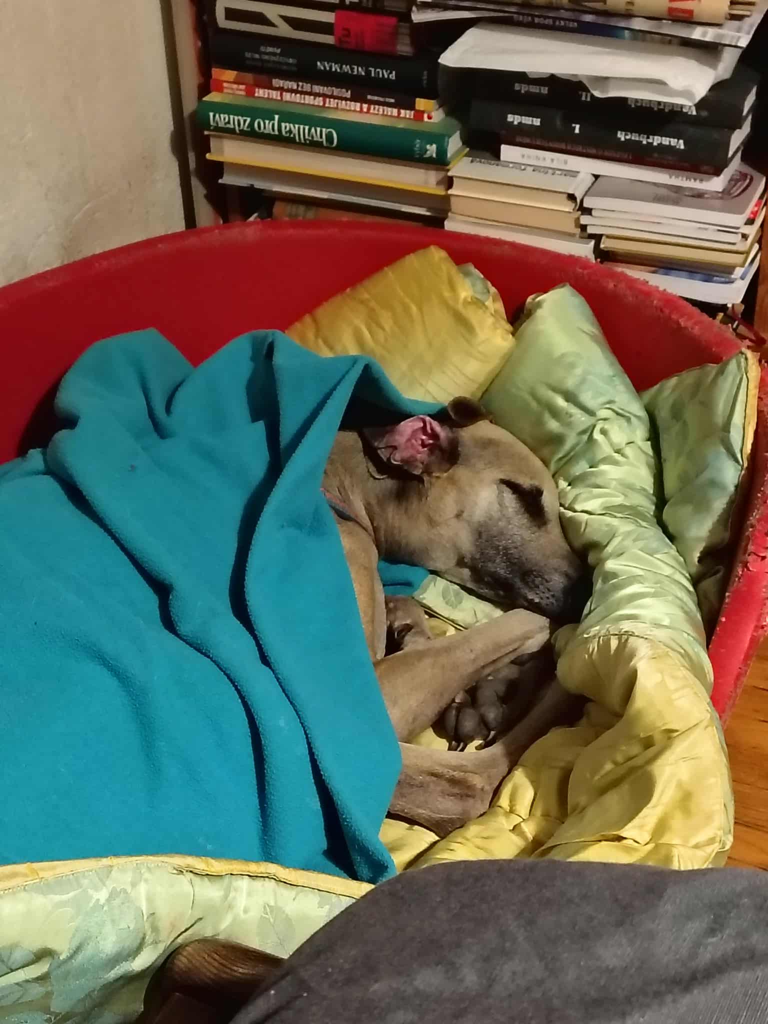 Messenger_creation_7B473734-5673-497E-B11C-D119699E9939