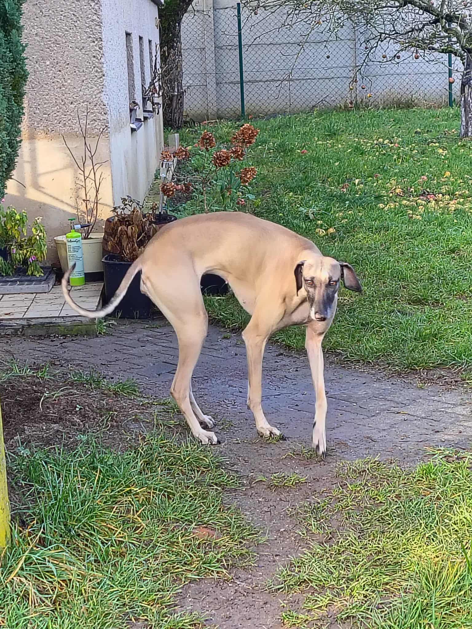 Messenger_creation_A7B1FC03-69B8-4F8D-BF06-2B2ABD7673A9