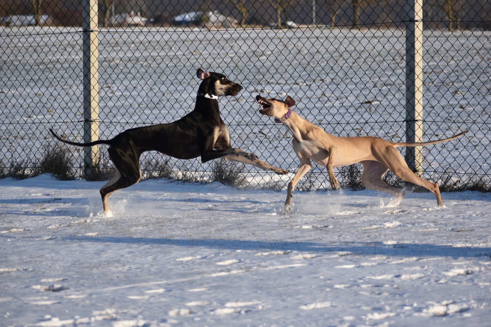 Messenger_creation_1405500967749884