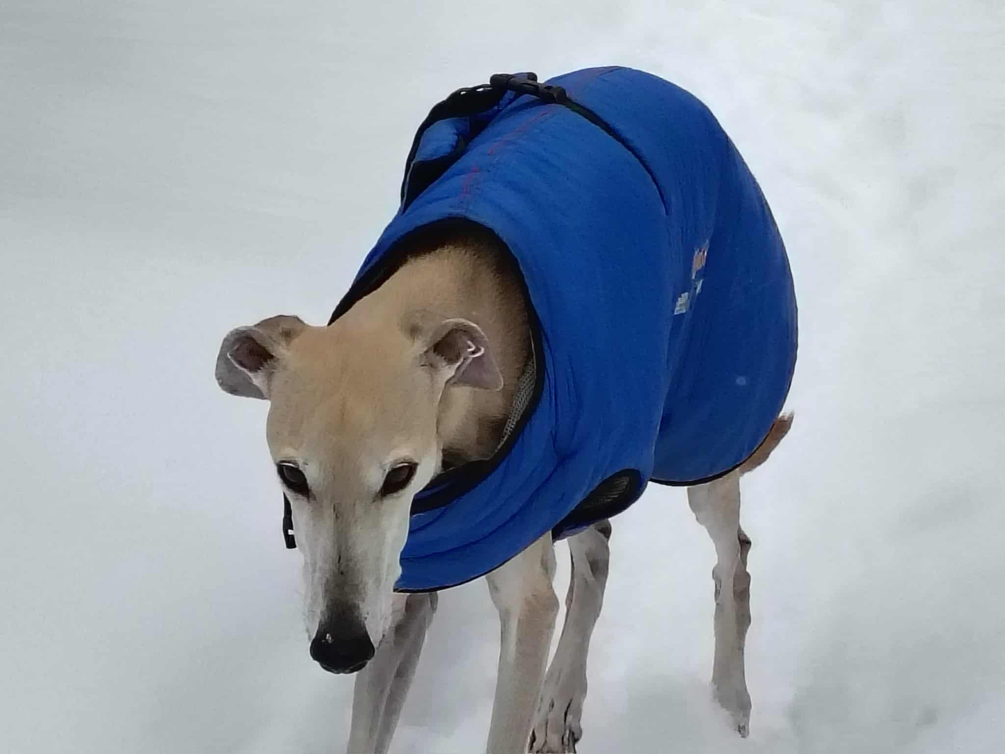 Messenger_creation_BE6A7D01-2A39-4BF8-9541-3A8A10F373DF