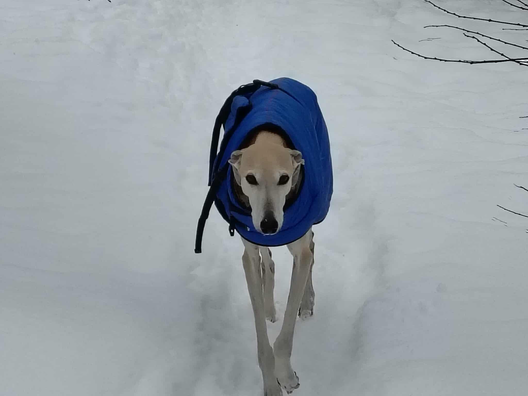 Messenger_creation_9F3B2583-19E1-46EA-9D1A-E0E7E80B4F02