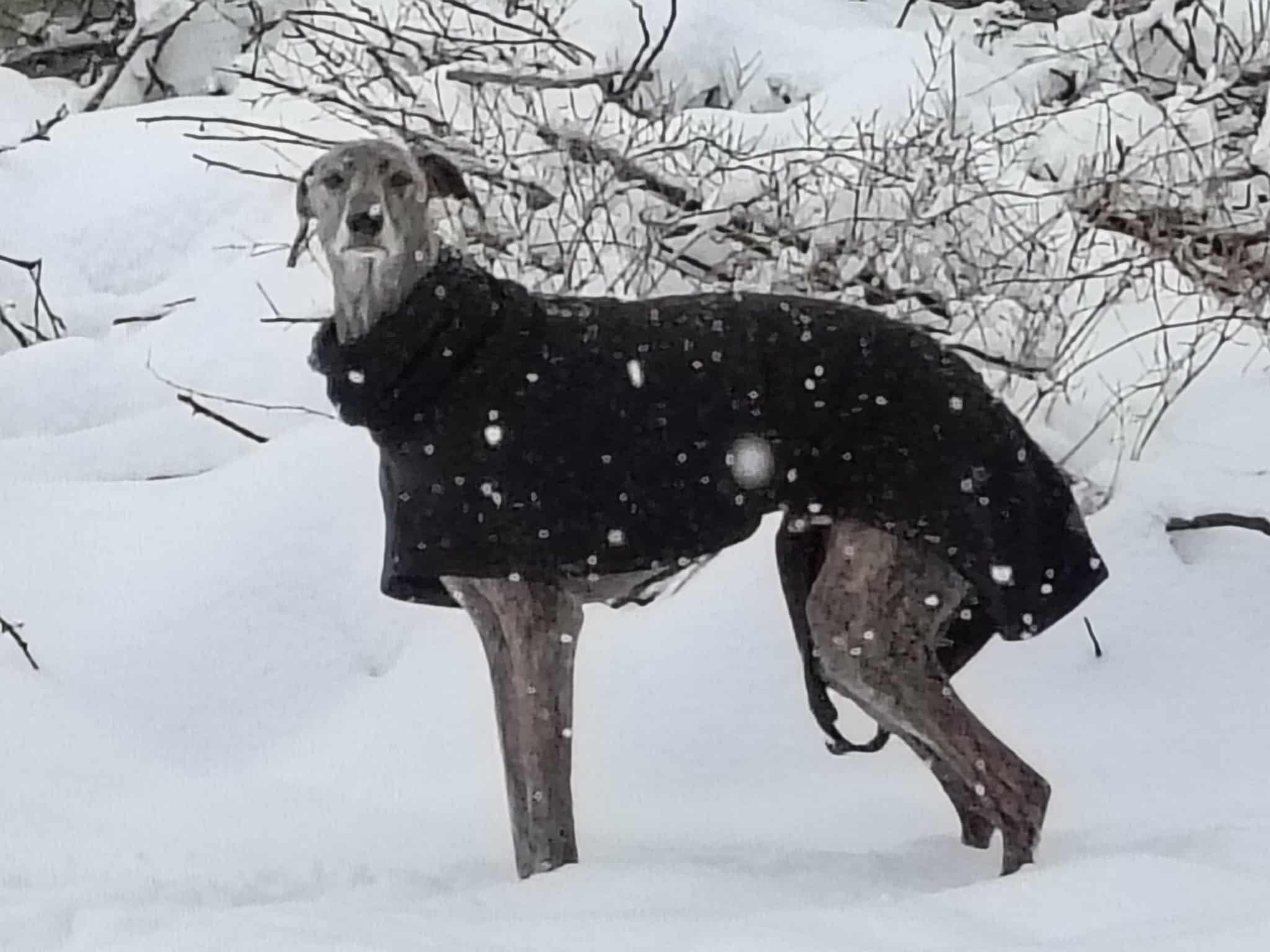 Messenger_creation_25644D4E-25CD-471A-B73D-D97ED65C5013