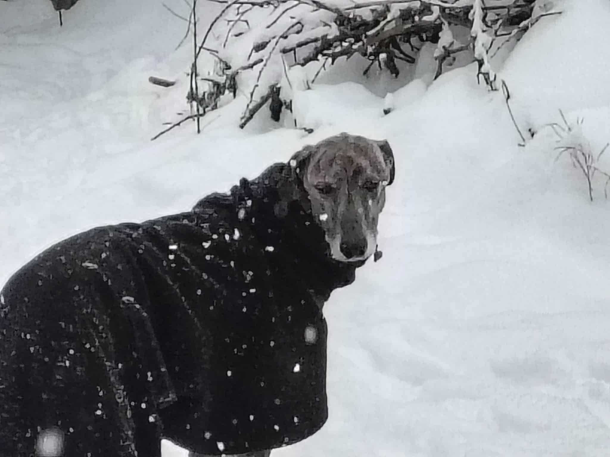 Messenger_creation_D4643BF3-9824-45FF-ABFC-22BCCB40E9EA