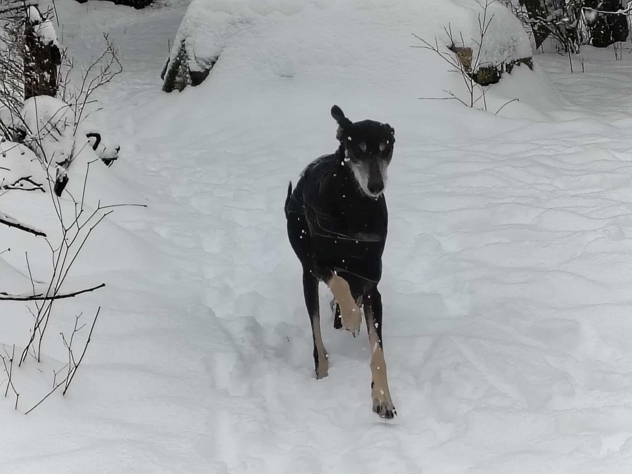 Messenger_creation_5EA05CB1-DD86-4DF5-8D29-C96A8B0F9B16